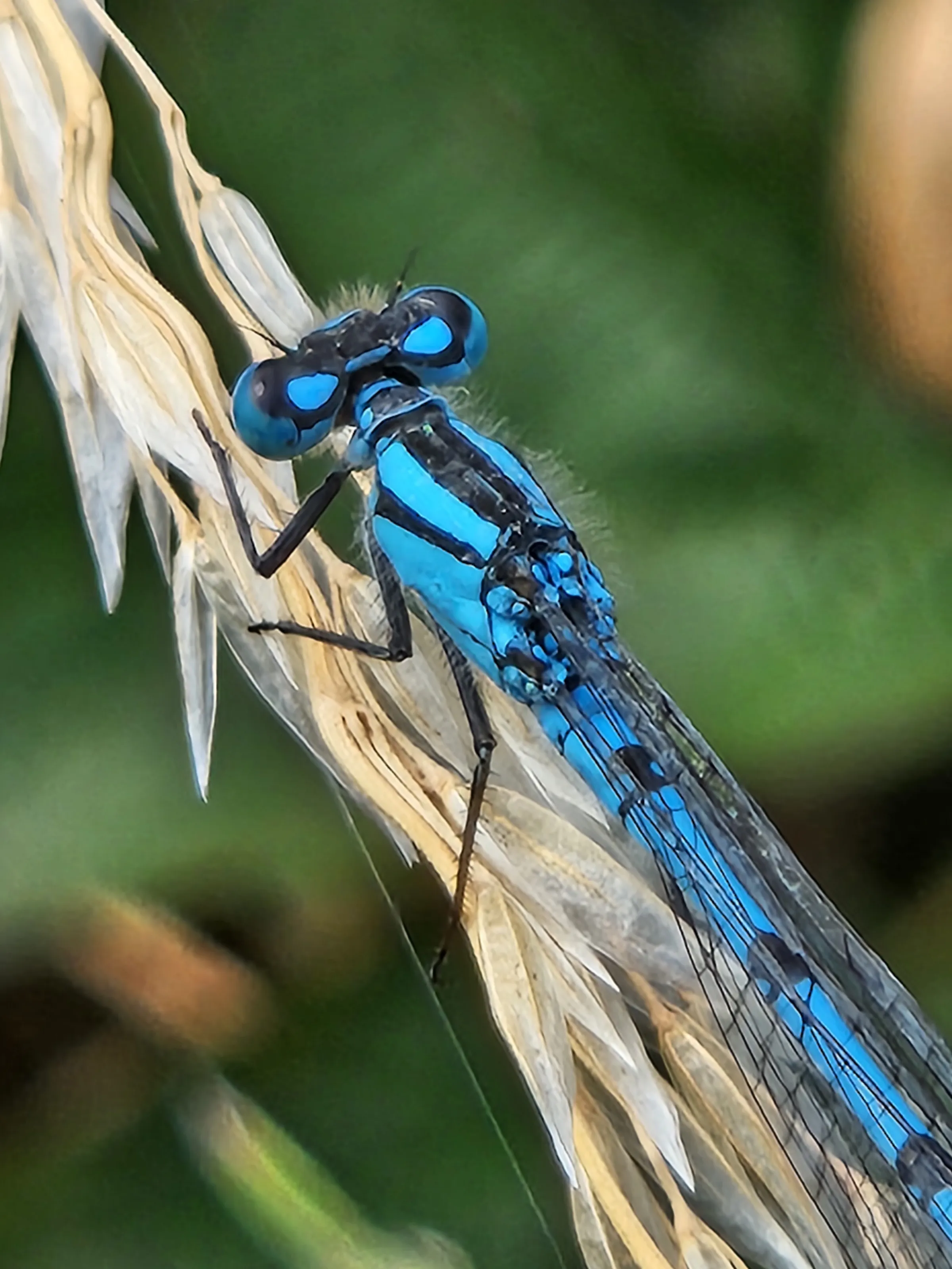 Damsel fly