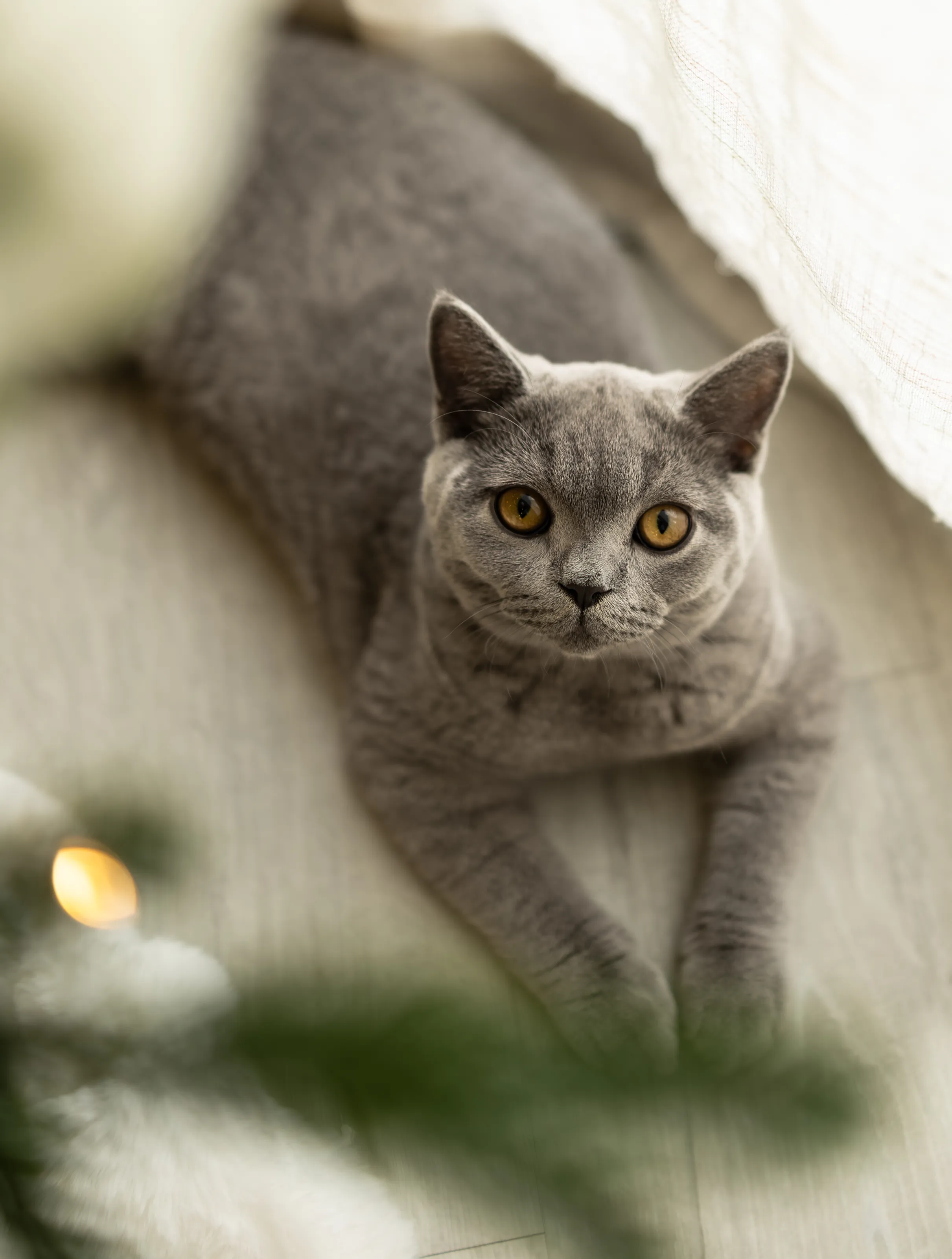 Golden-Eyed Cat