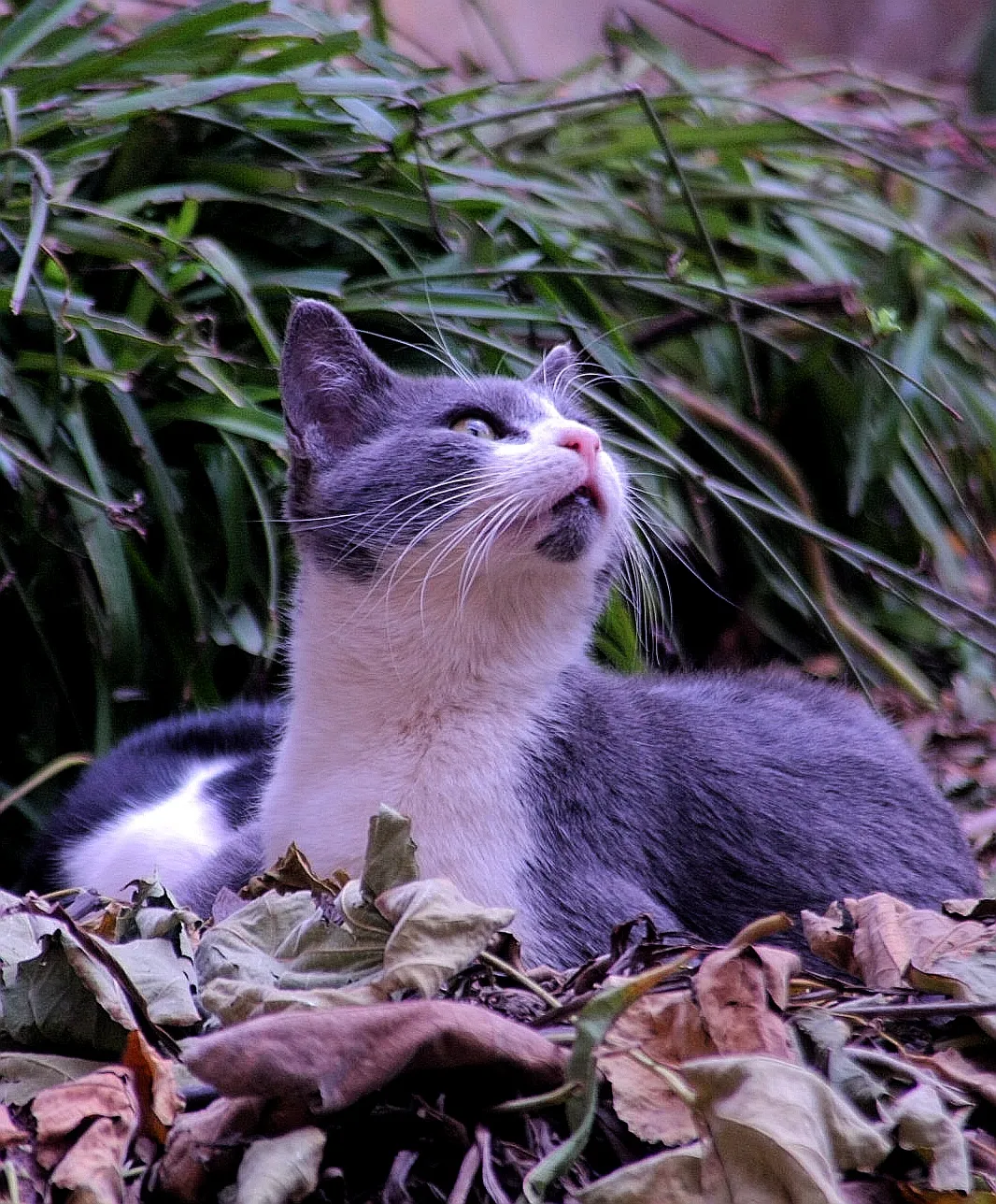 The piercing gaze of a cat preparing to attack its prey