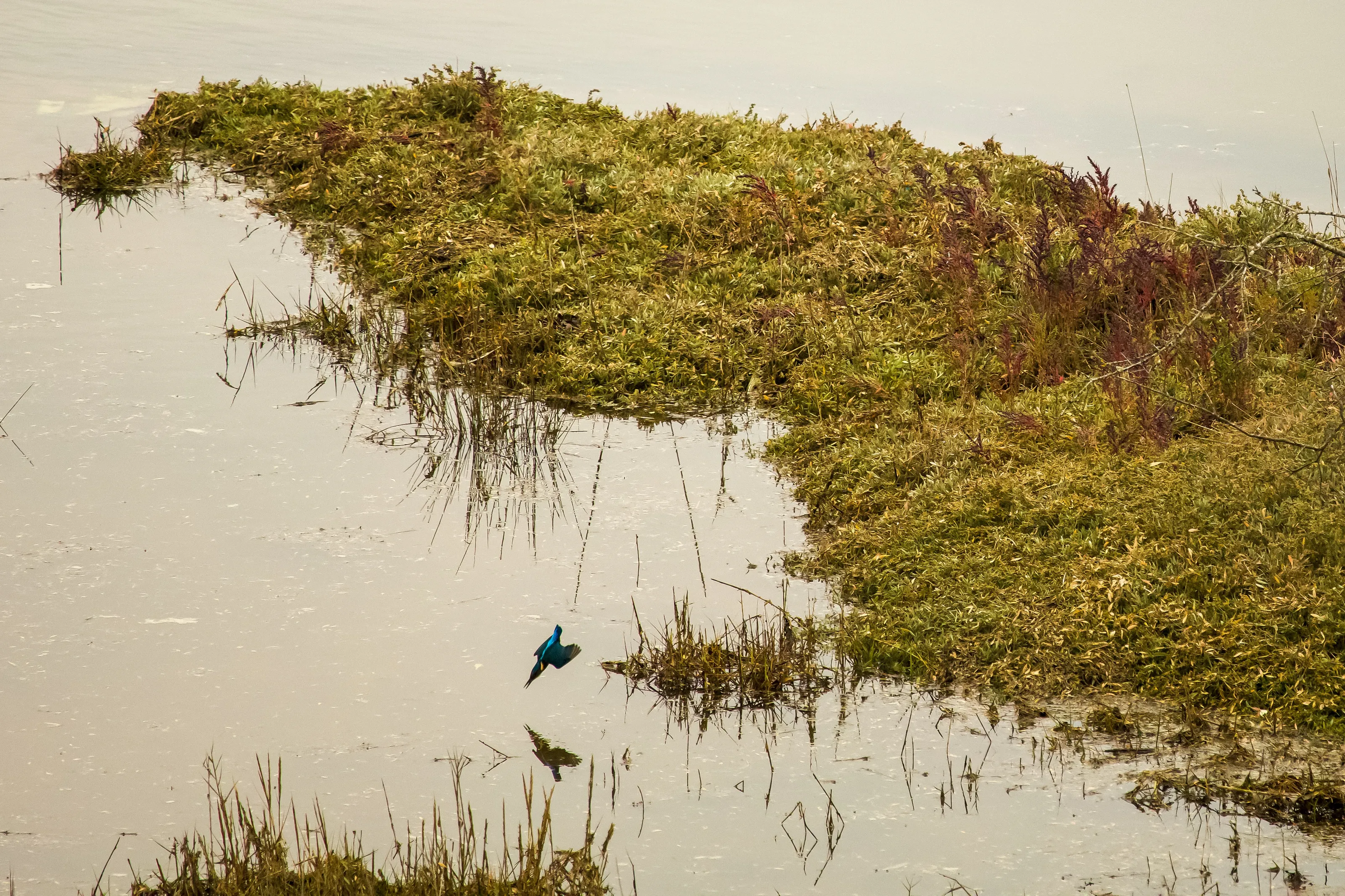 My 1st kingfisher