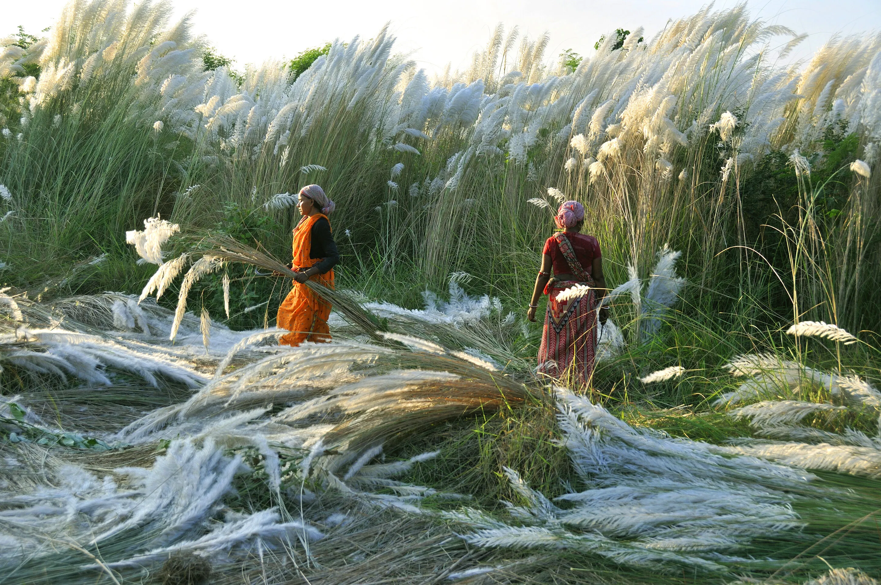 "Kash' flowers in India