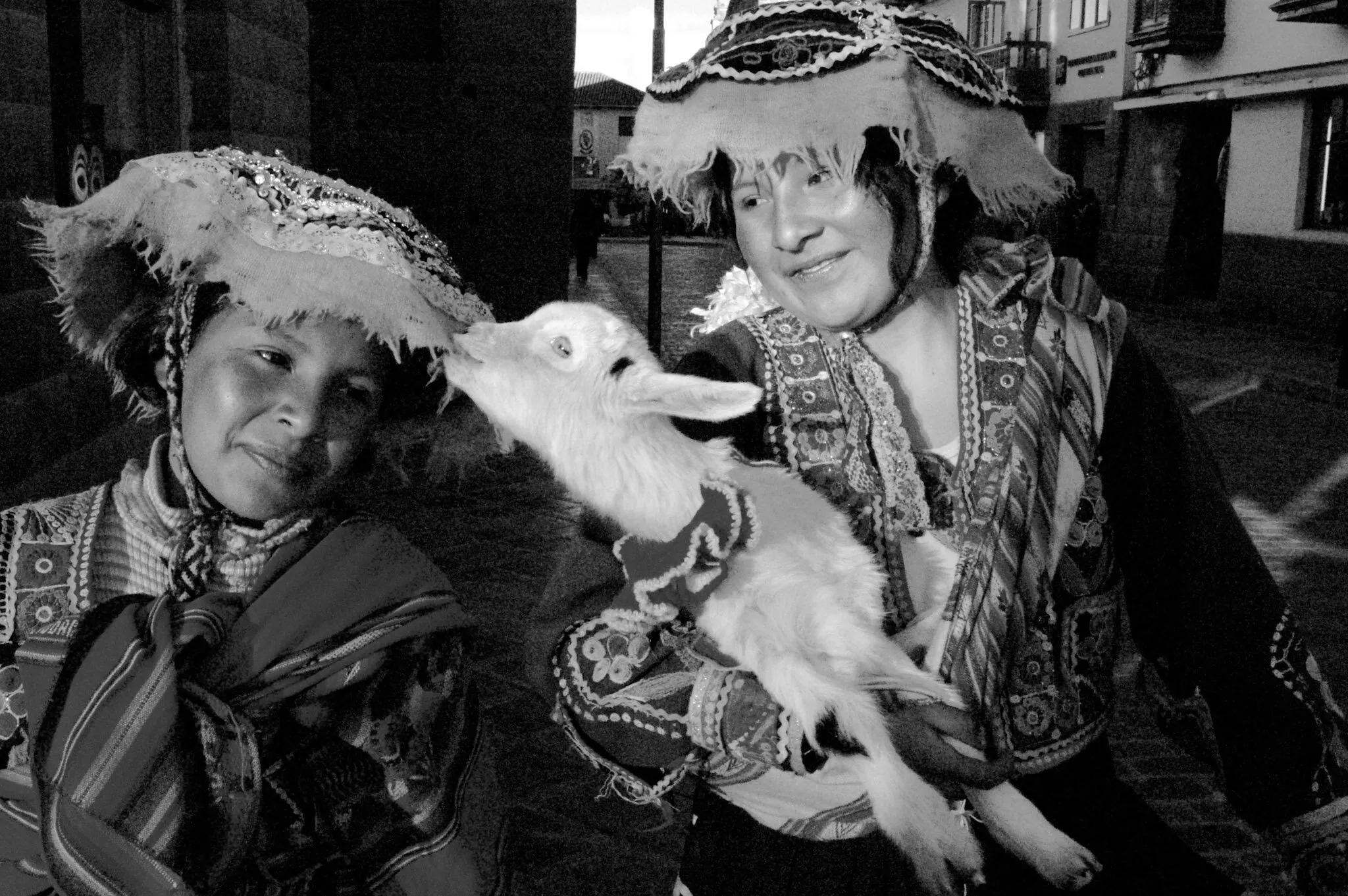 Goat eats hat