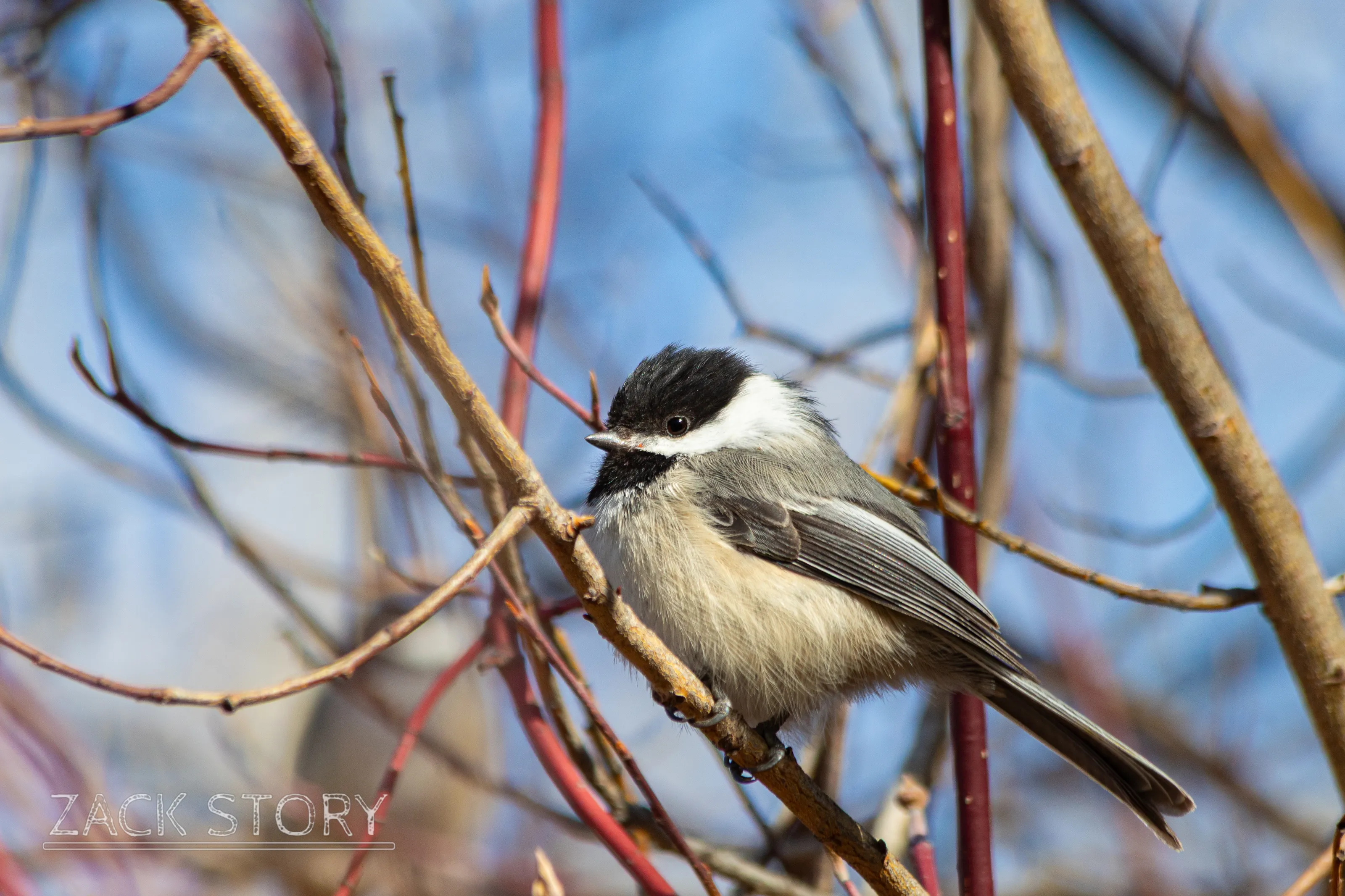 Winter Black Capped Chickadee