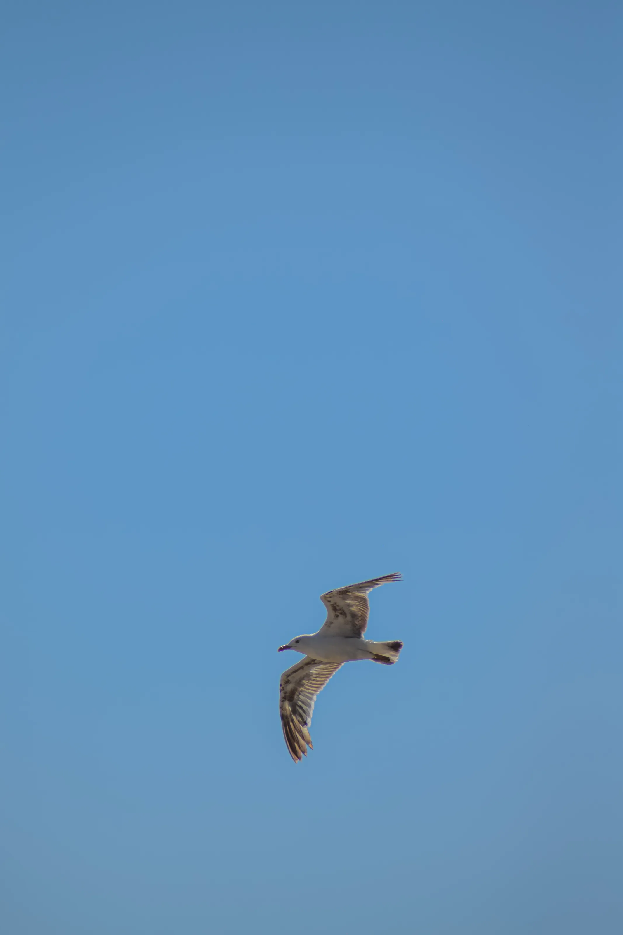 swooping seagulls