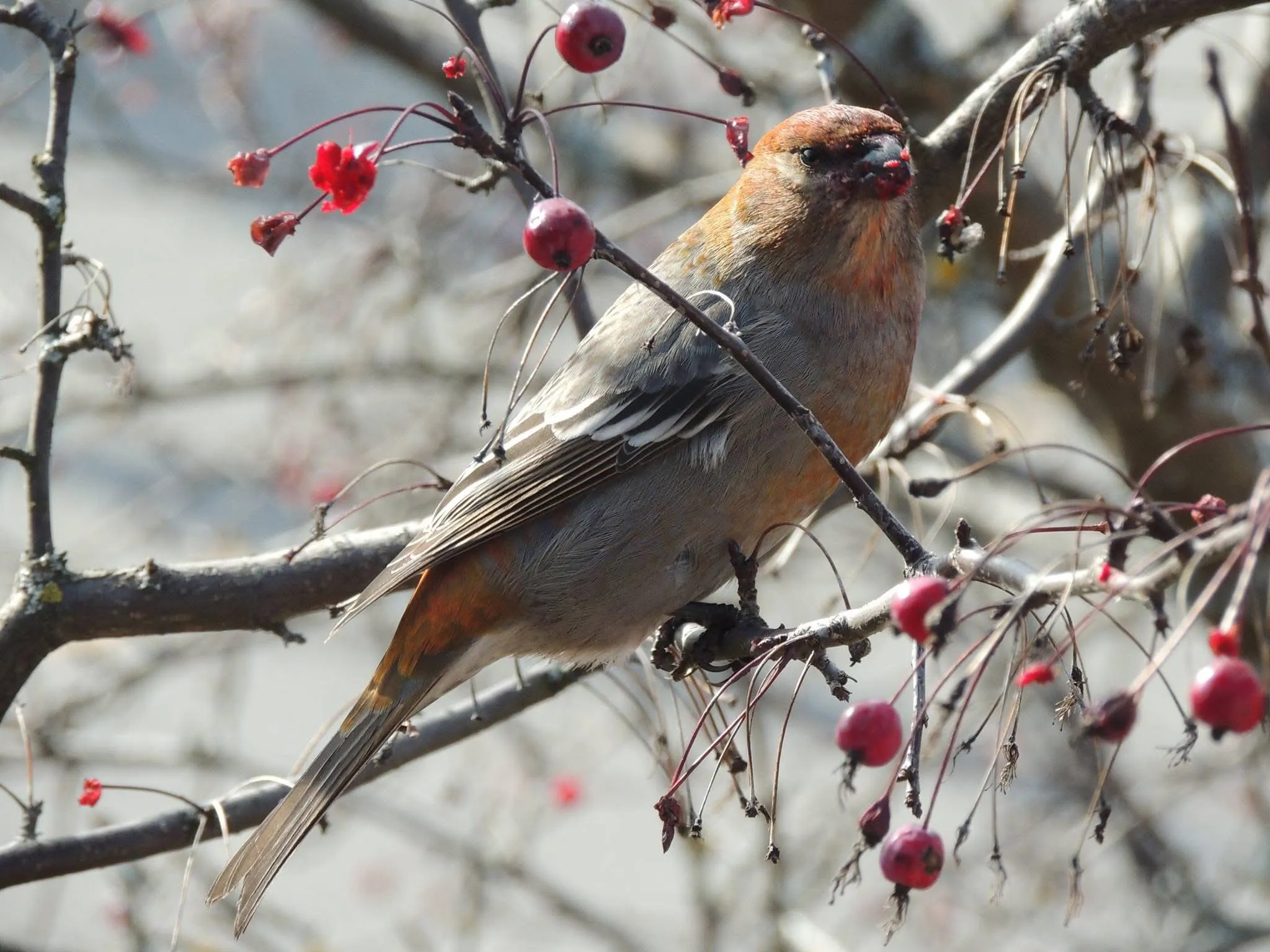 Bird