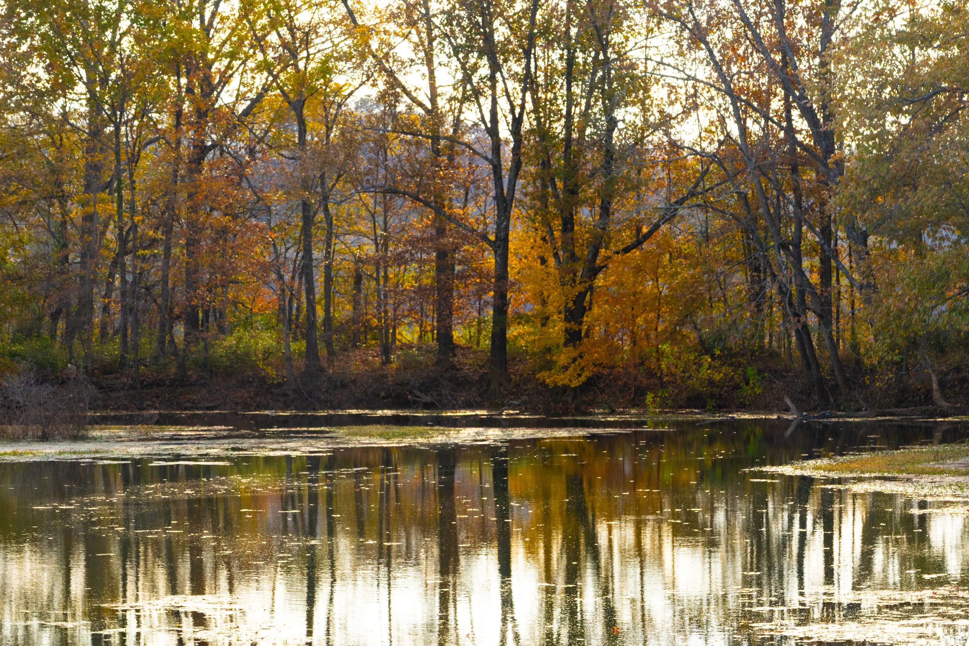 Stillness at the Creek