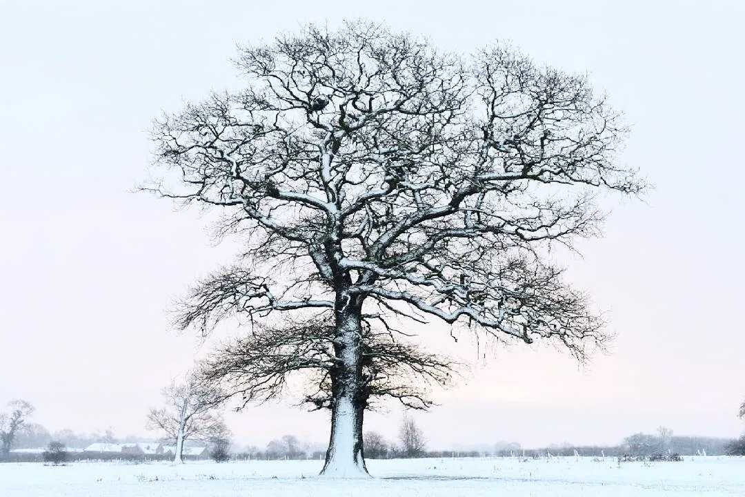 Snowy tree