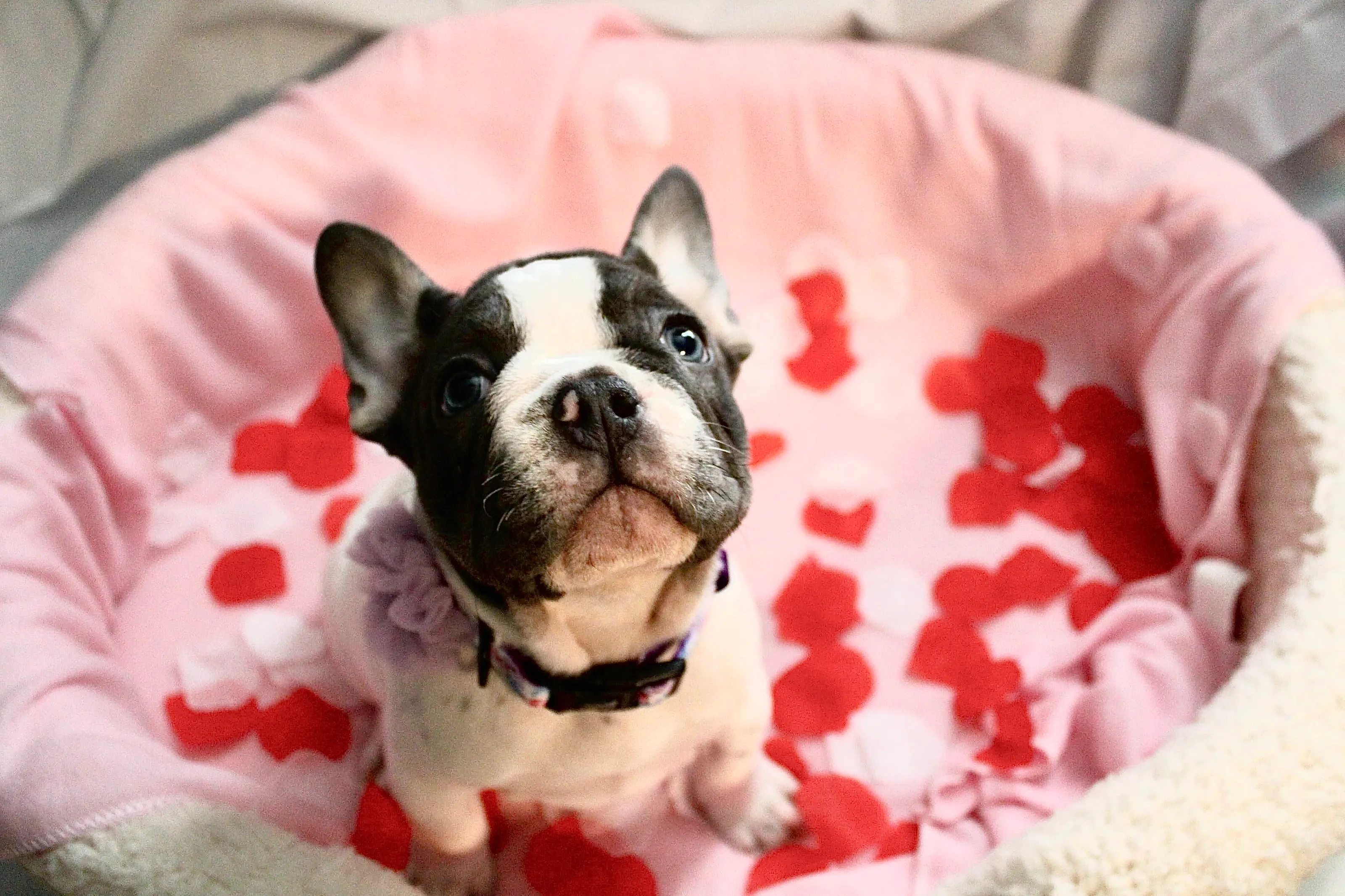 French bulldog puppy