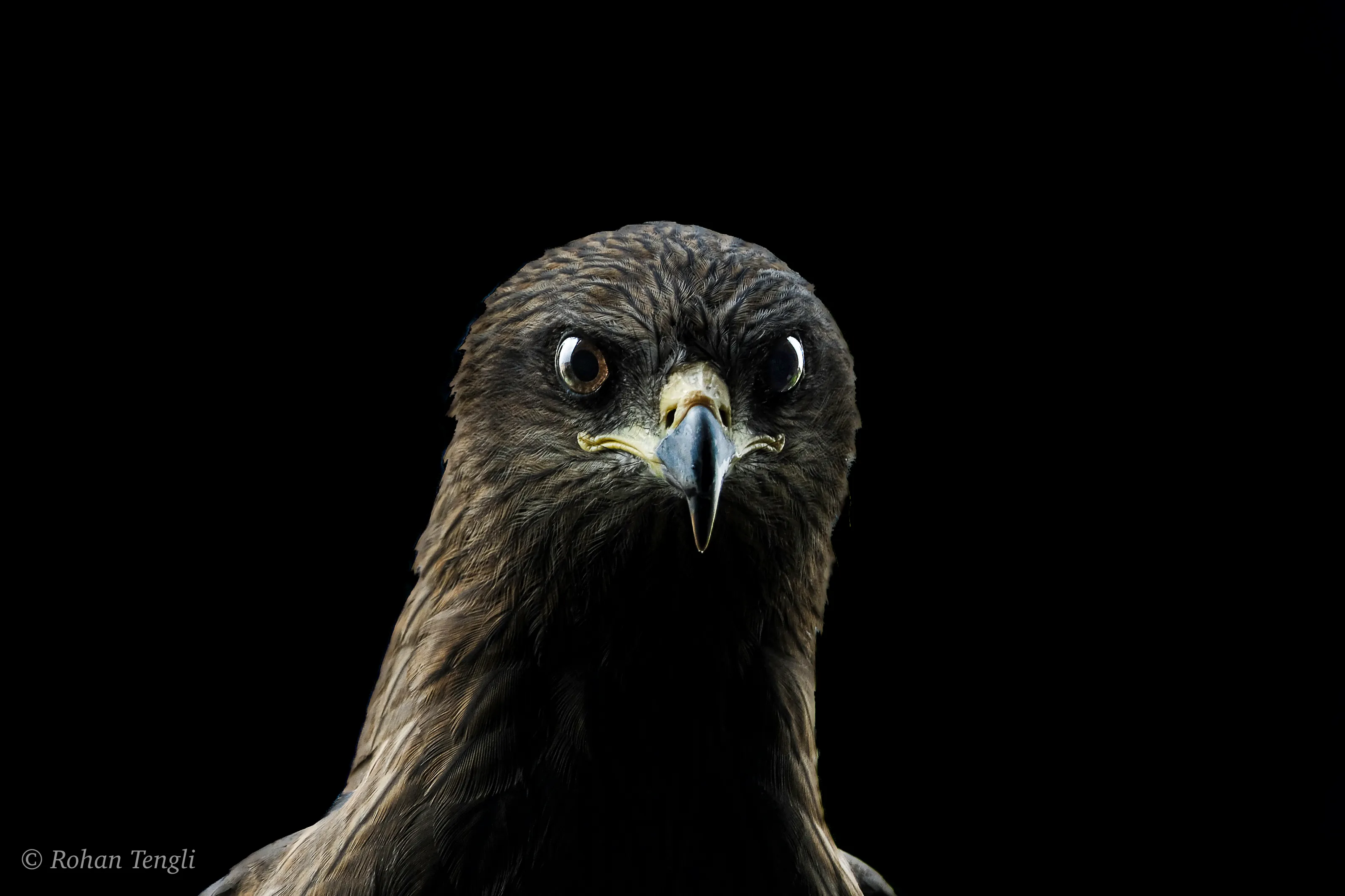 The Stare