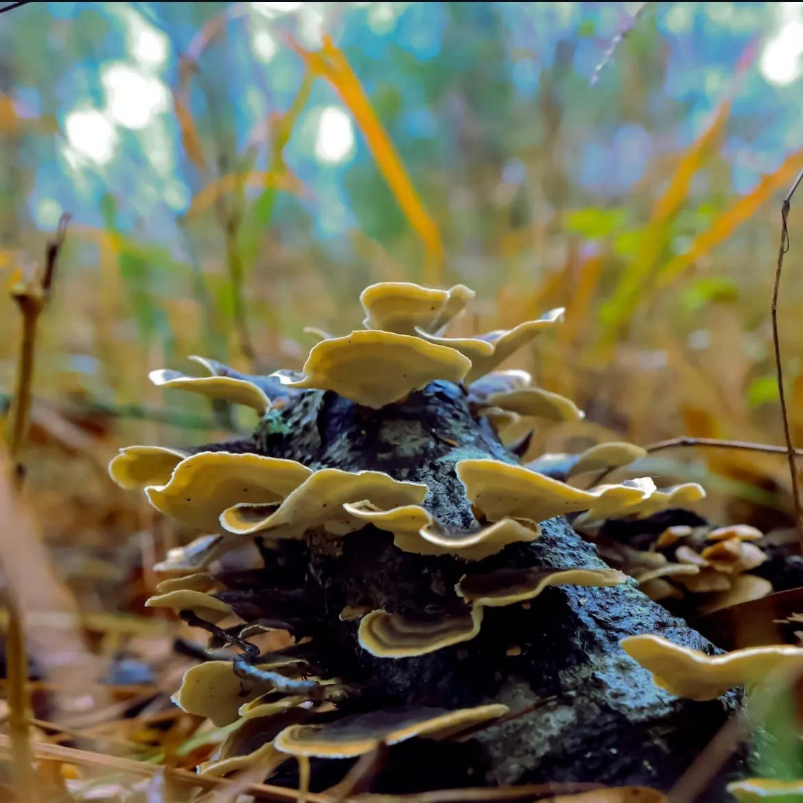 Fungus