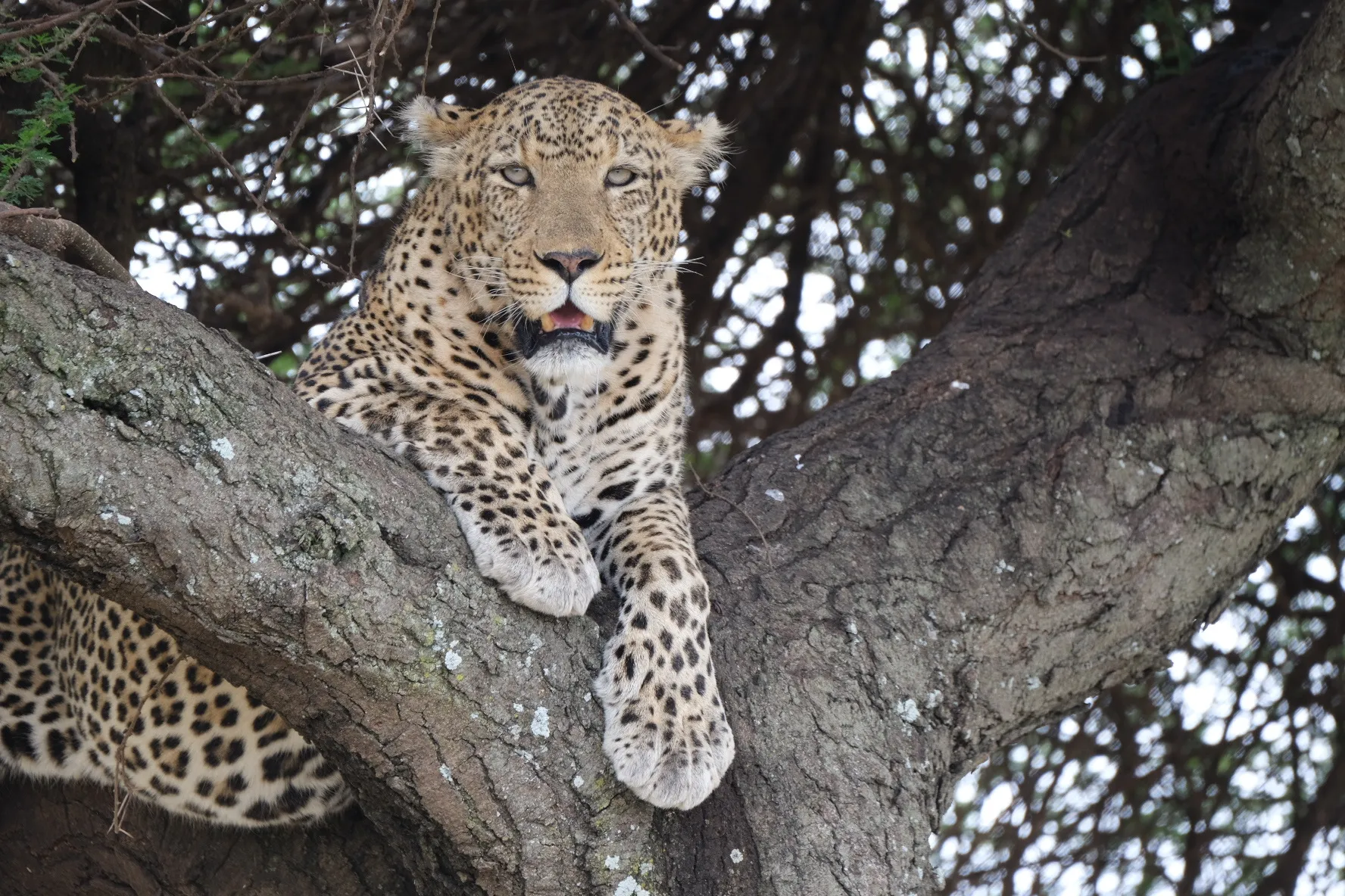 Serengeti