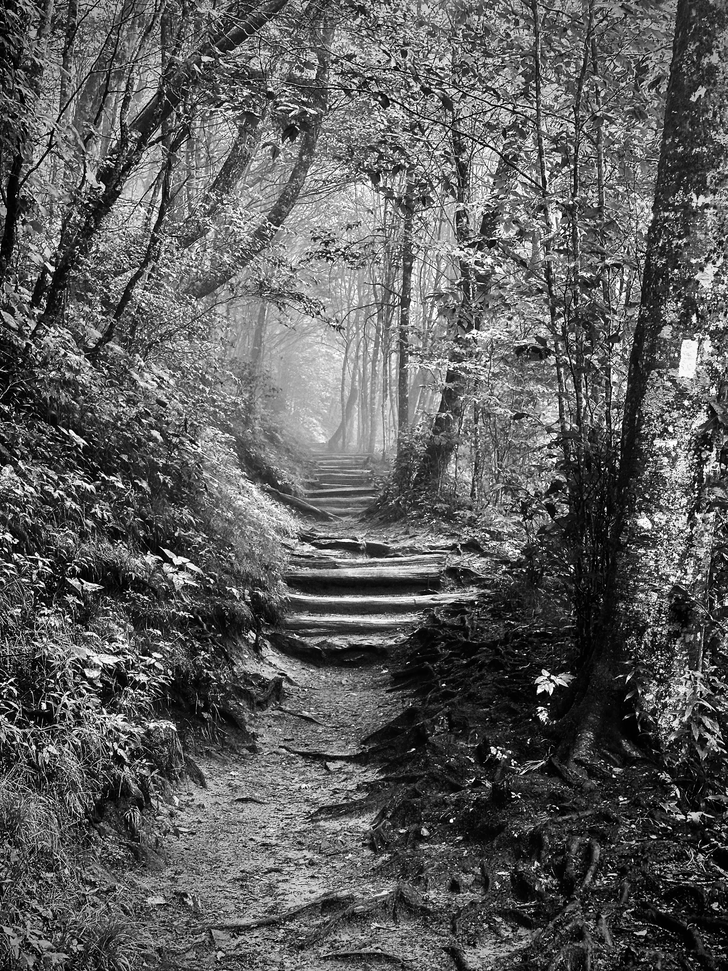 The Appalachian Trail