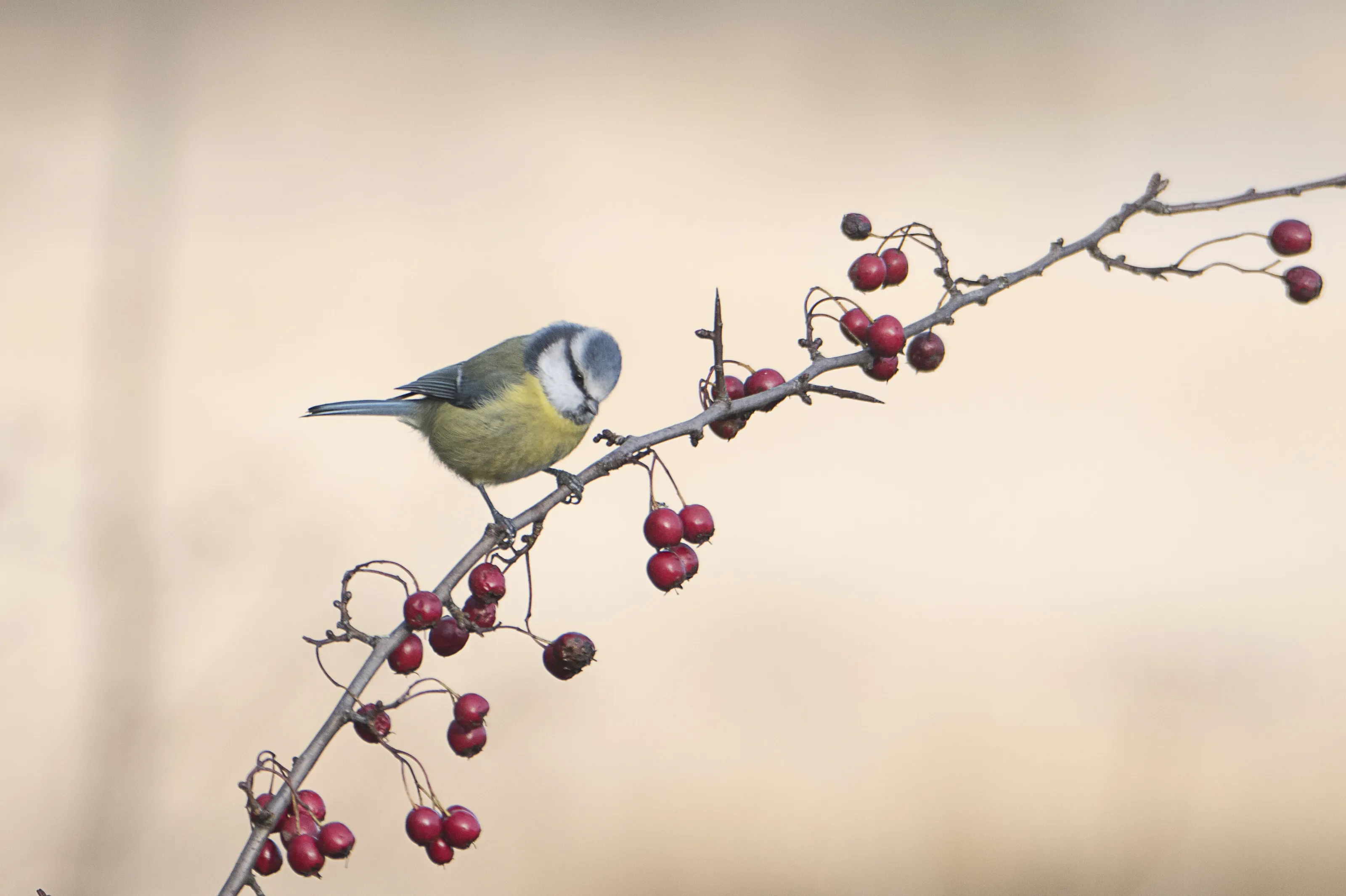 Only Birds of the Tit Family
