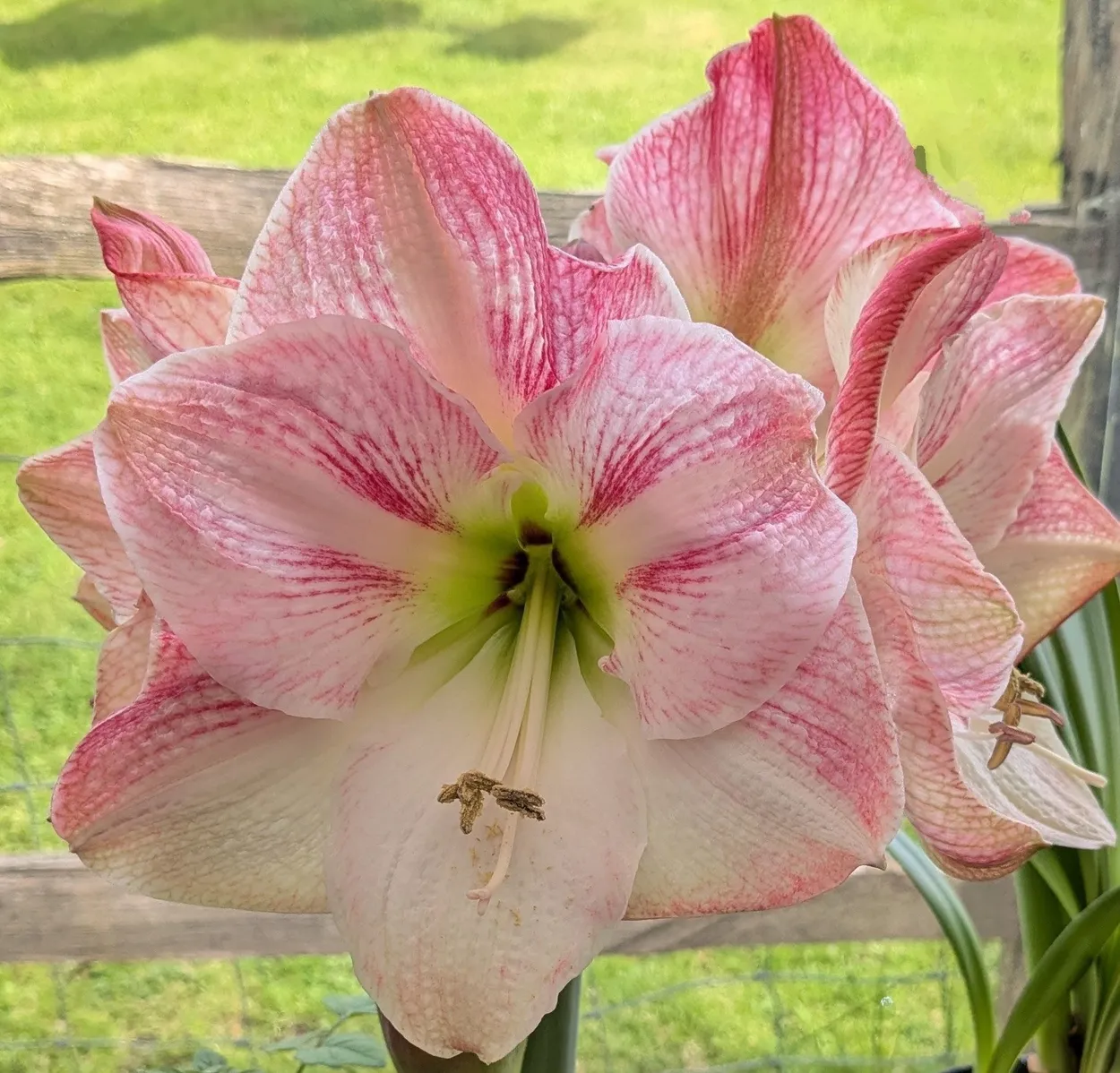 Entry 26972469