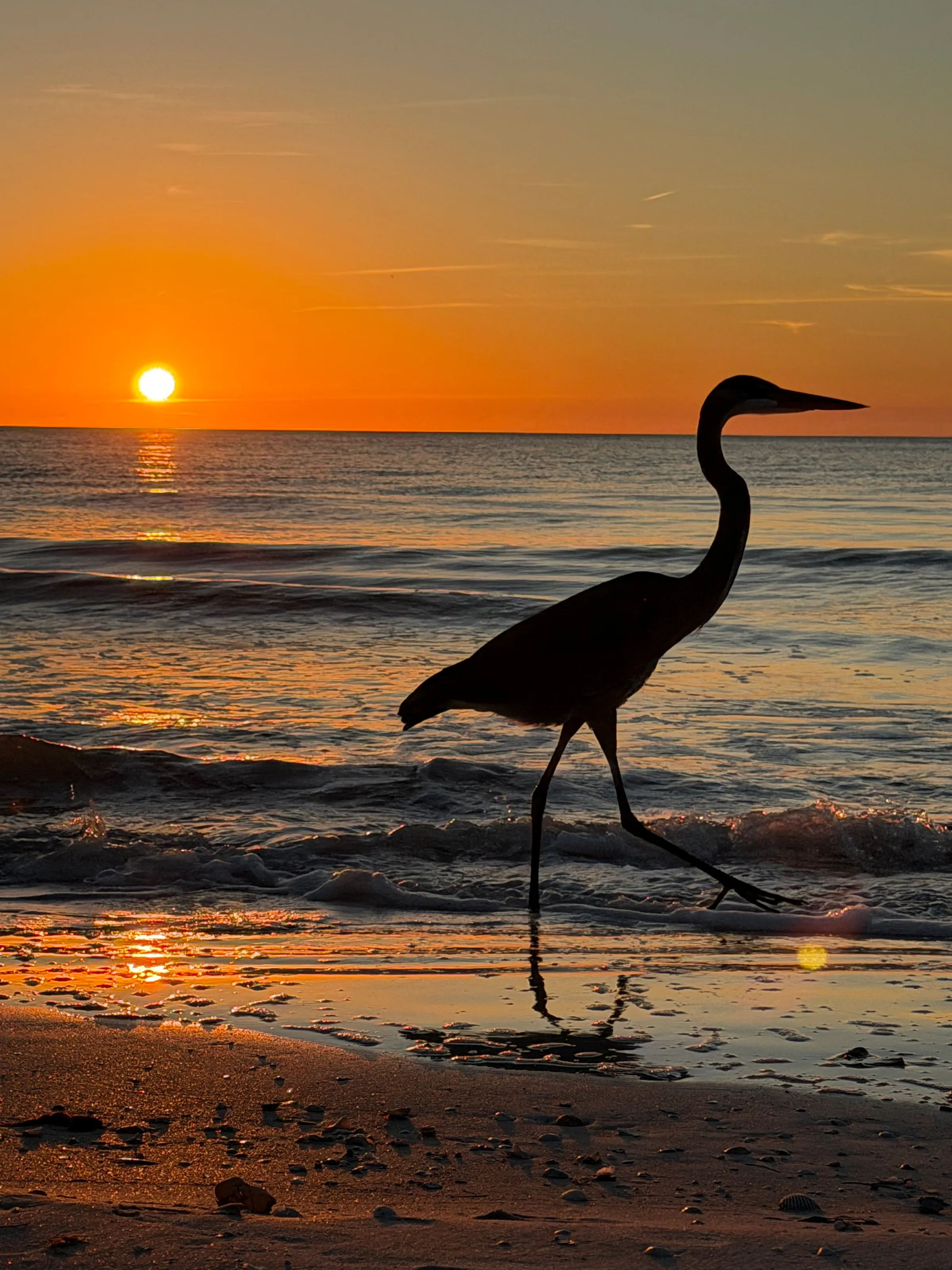 Sunset dancer