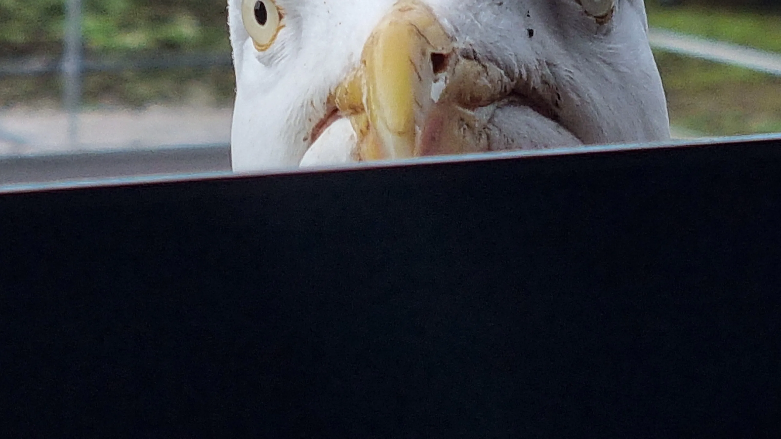 Seagull Looking Over Wall