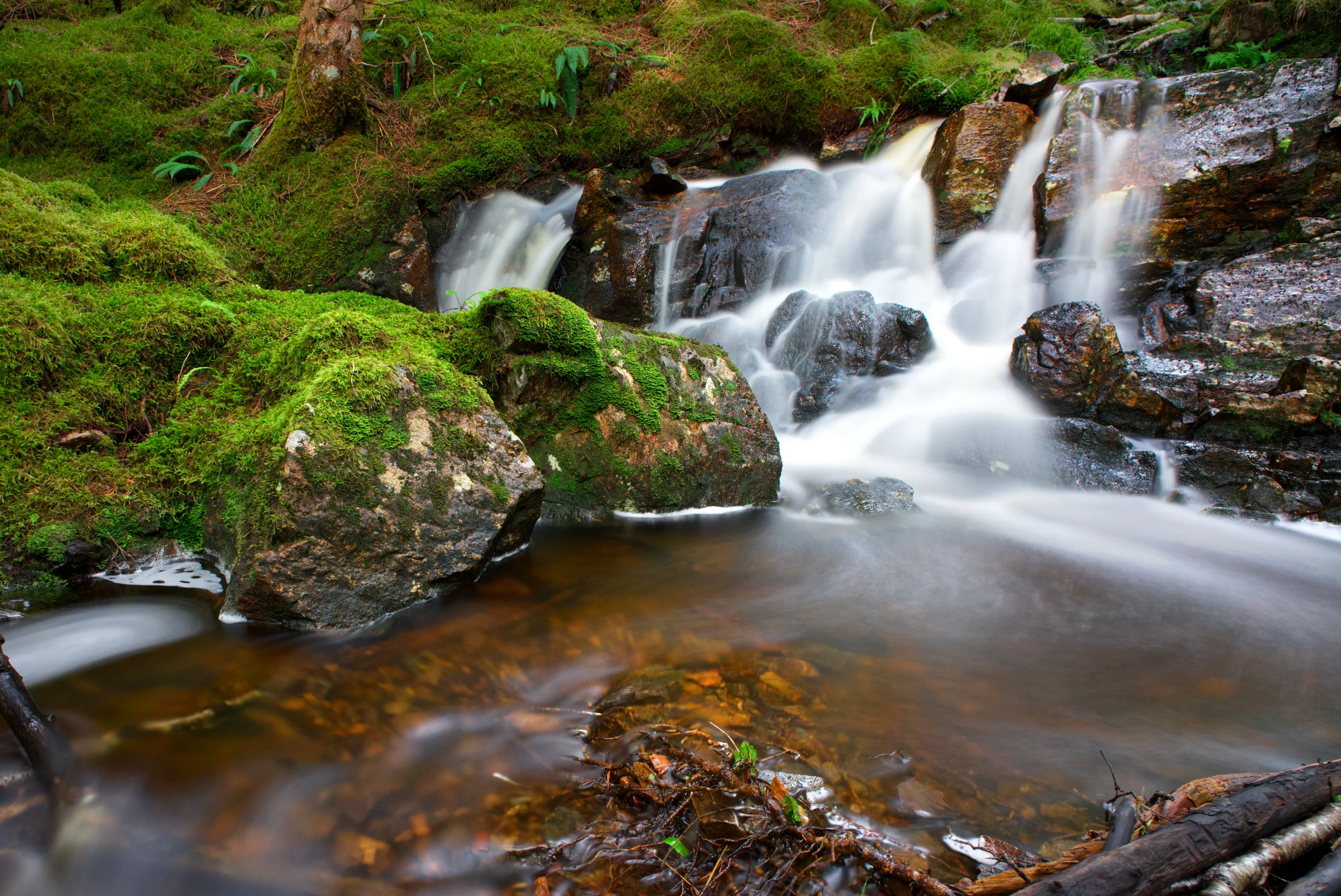 Moss and Motion