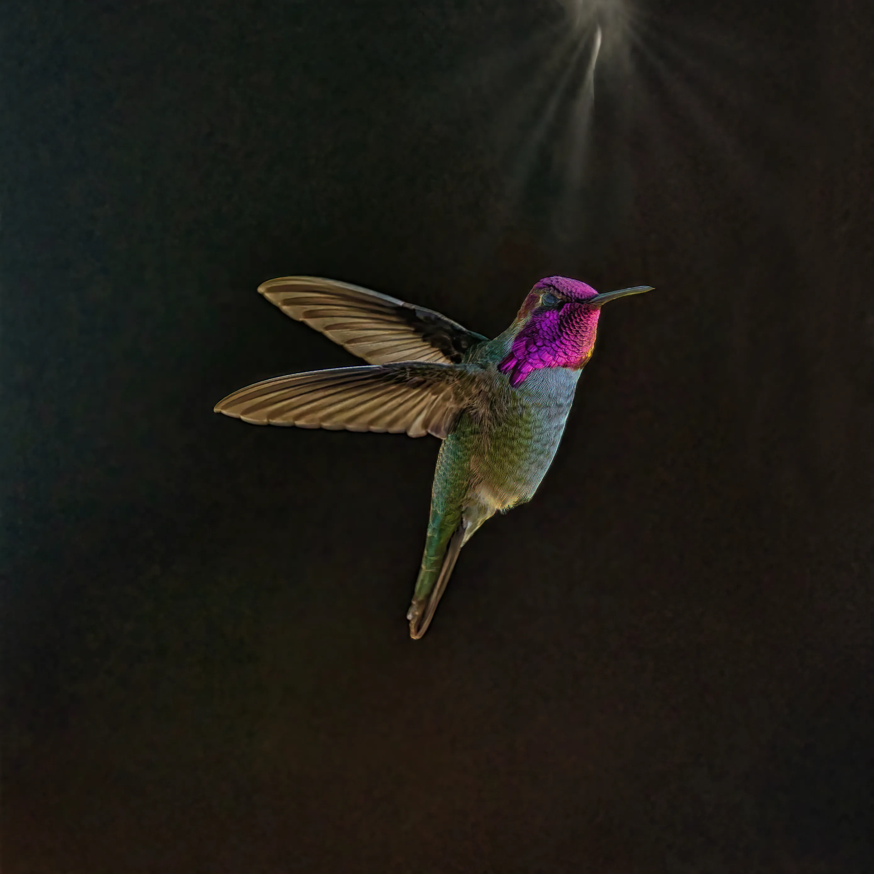Hummingbird at golden hour