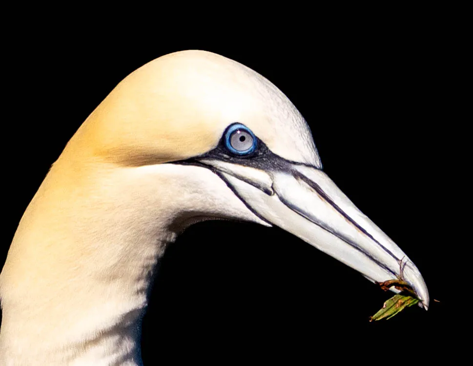 Hungry gannets