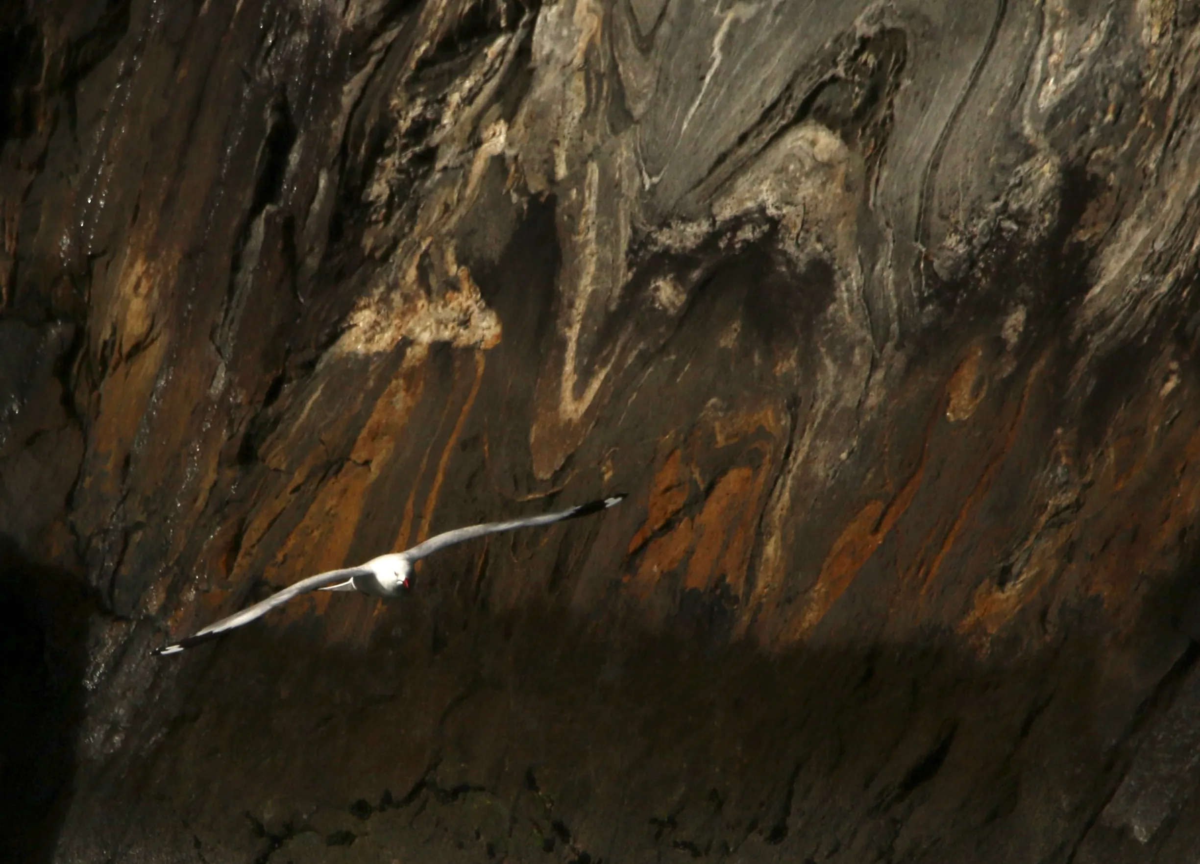 Milford Sound rock with gull