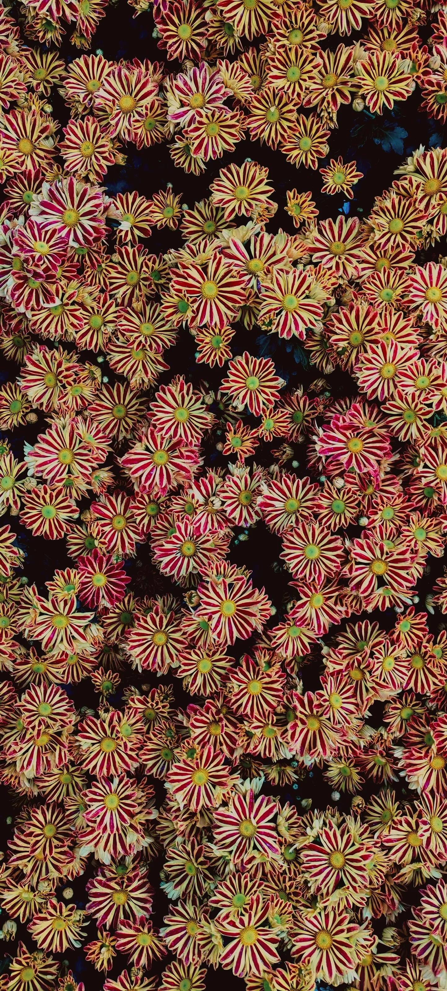 Intricacies of Nature