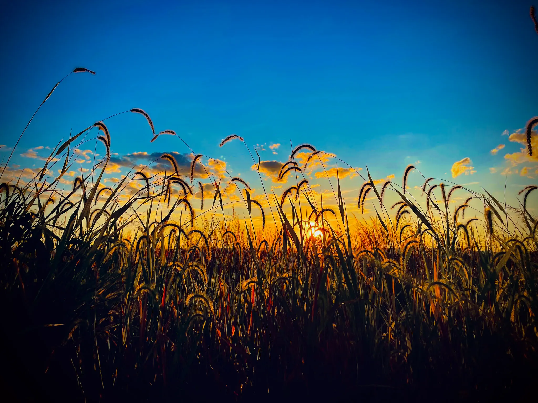 Wheat Fields