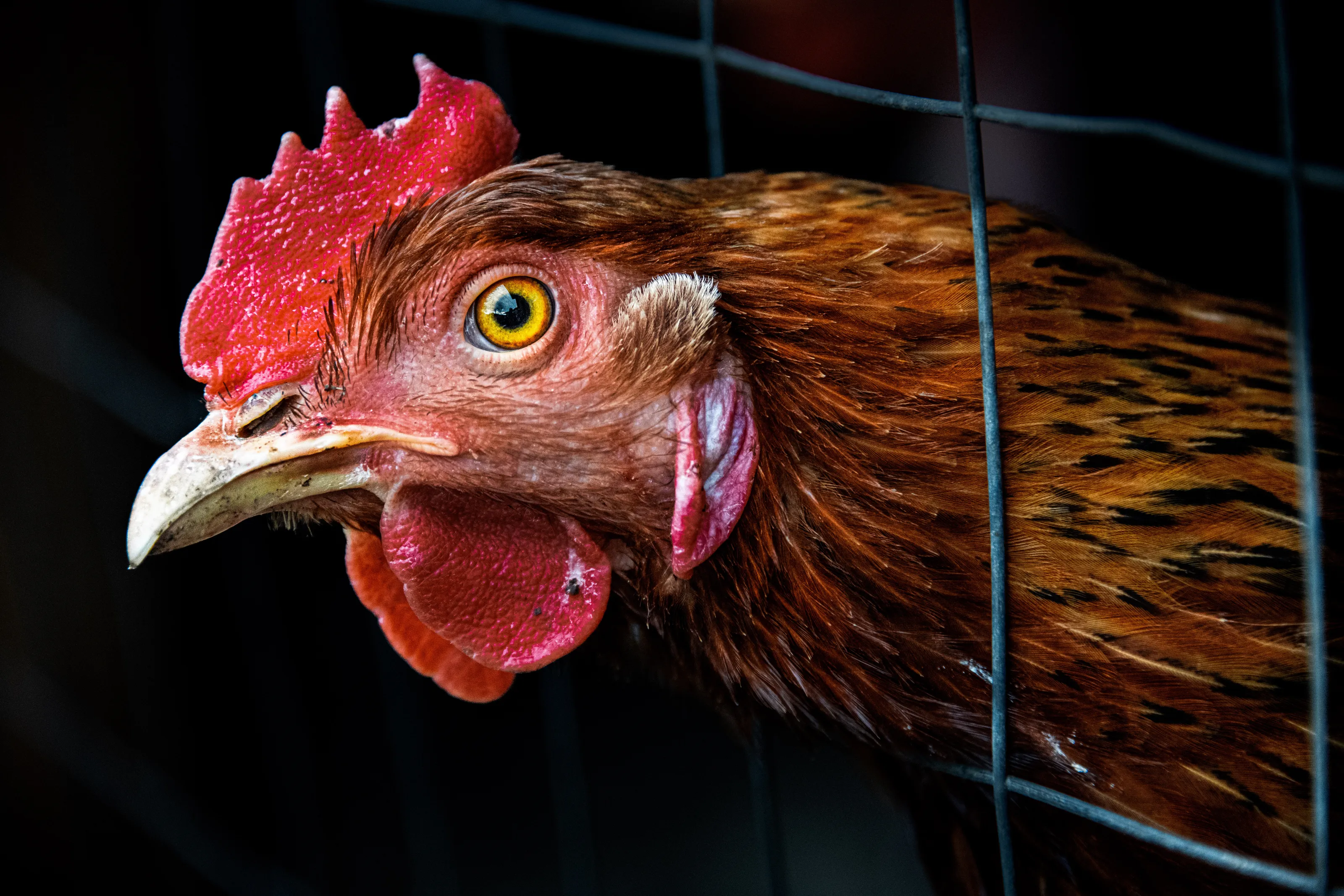 Chicken - From Farm to Plate