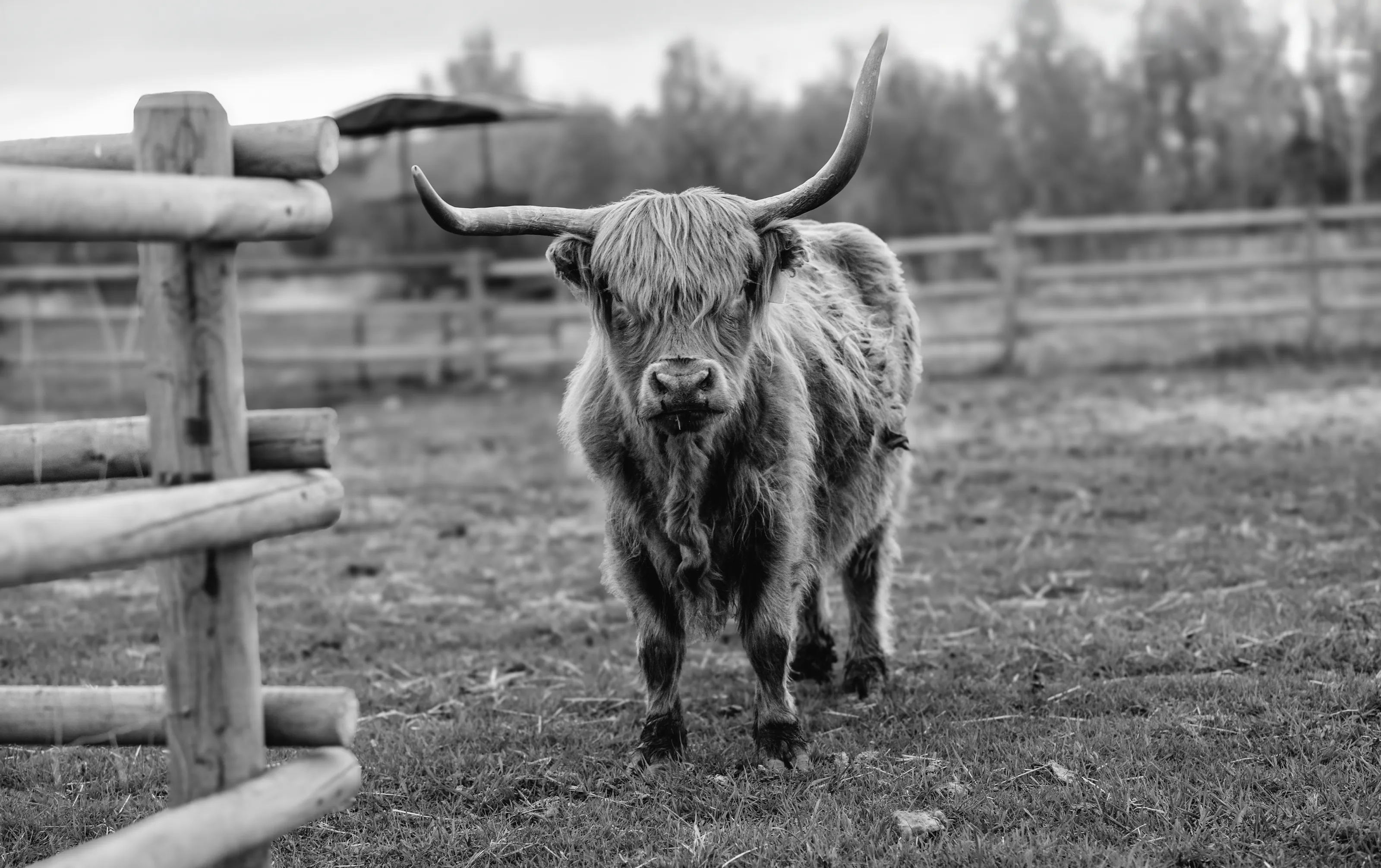 Highland cow on the prairies