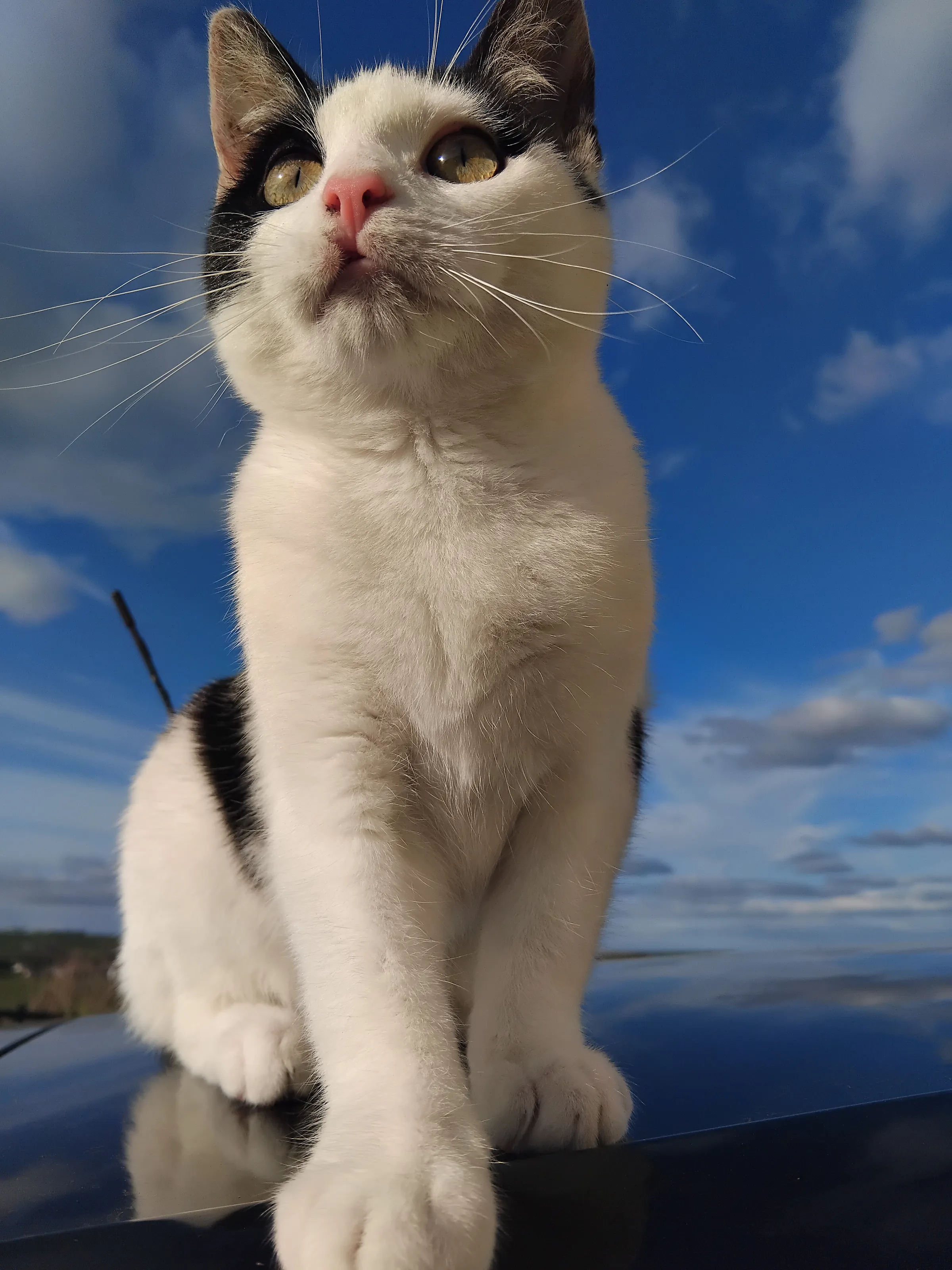 Regal