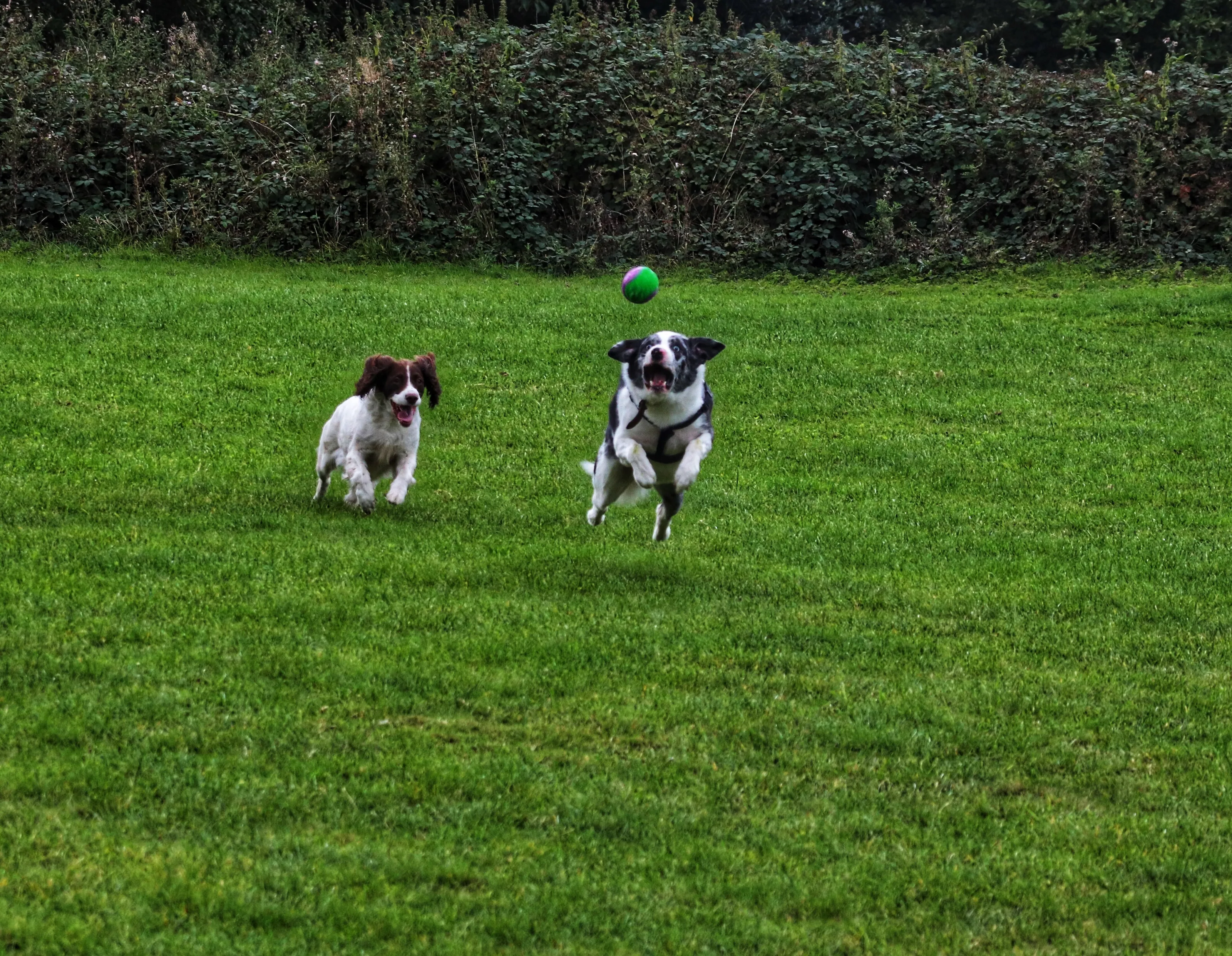 Pet Dogs in Action