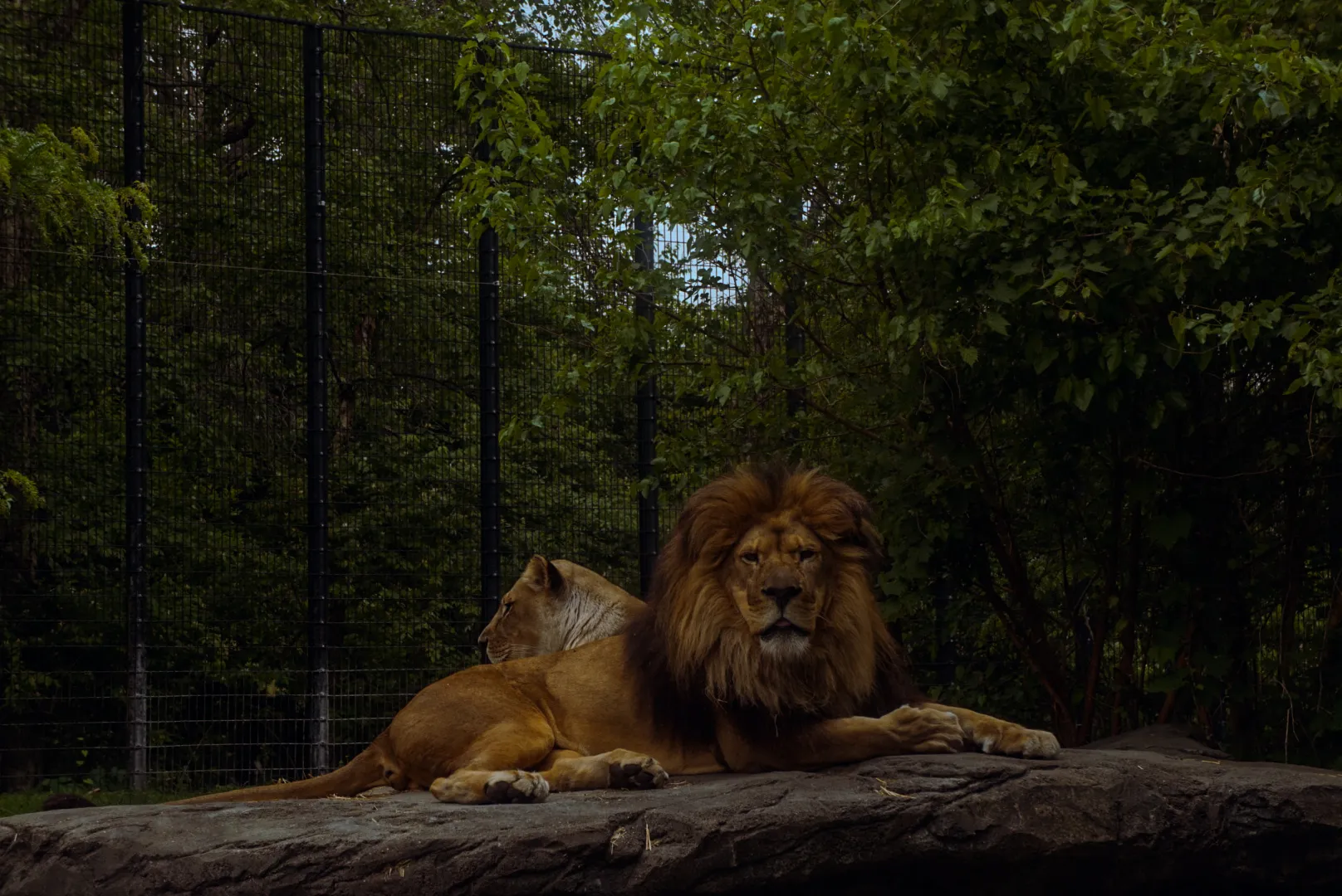 Lions