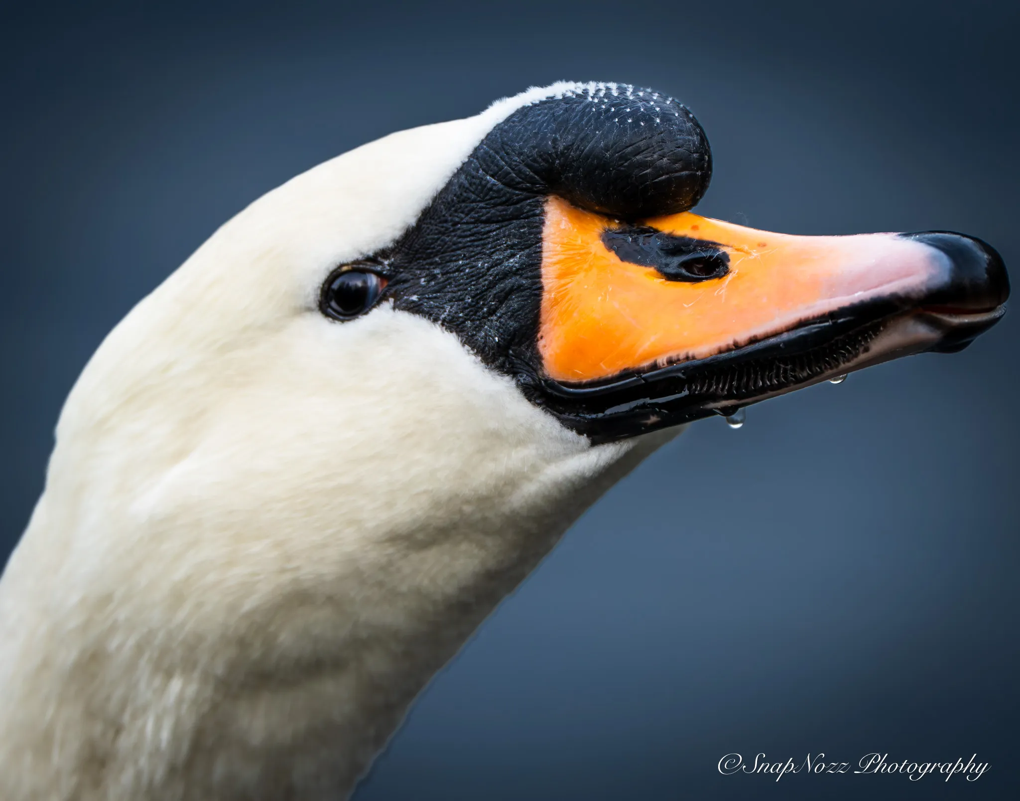 Curious mute swan 🦢