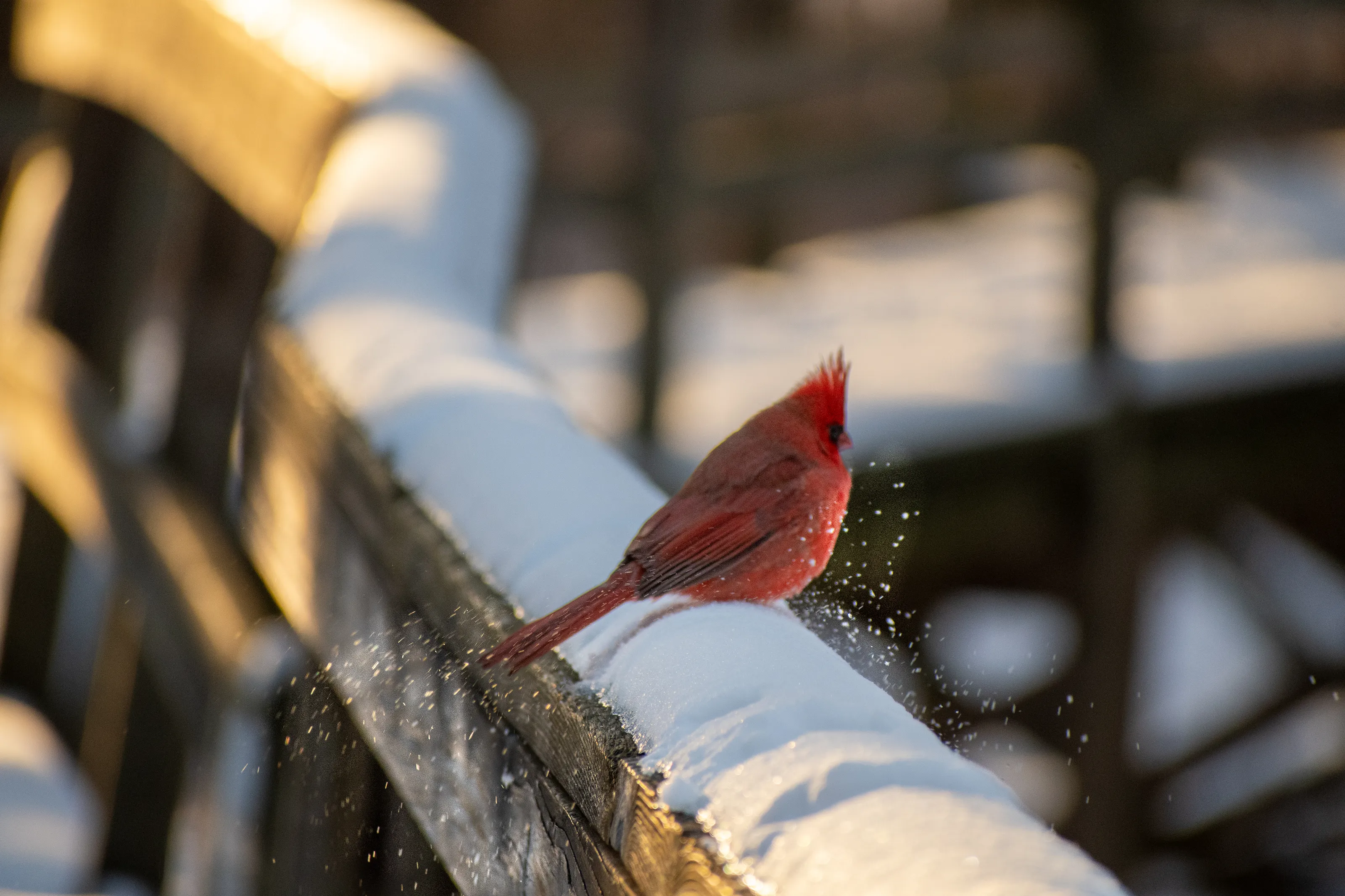 Snow cardinal