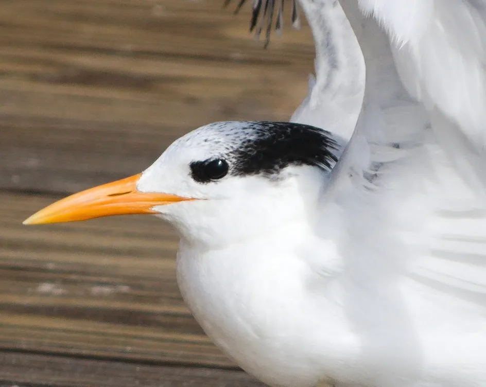 Bird on pier