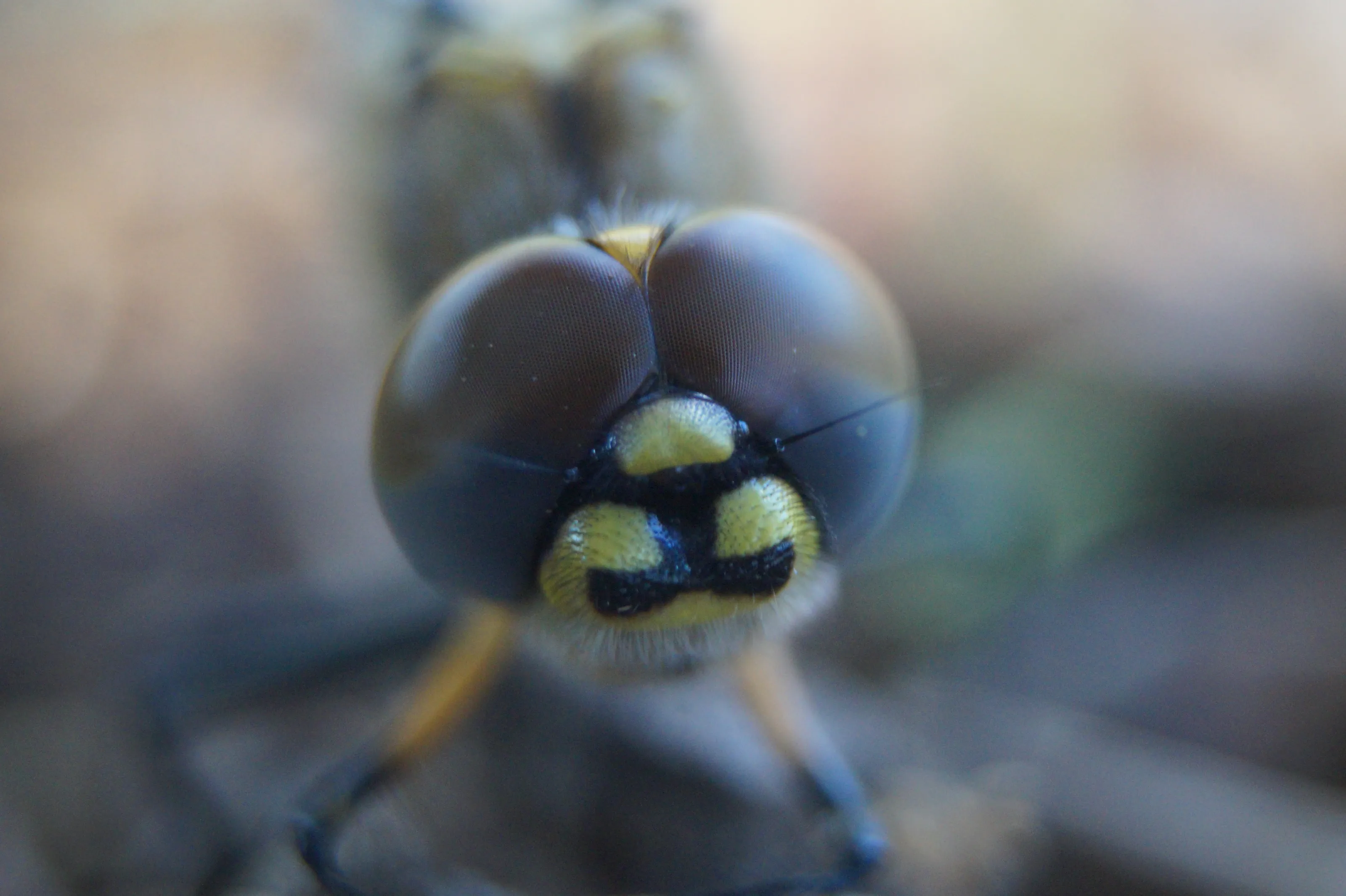 Dragonfly Face