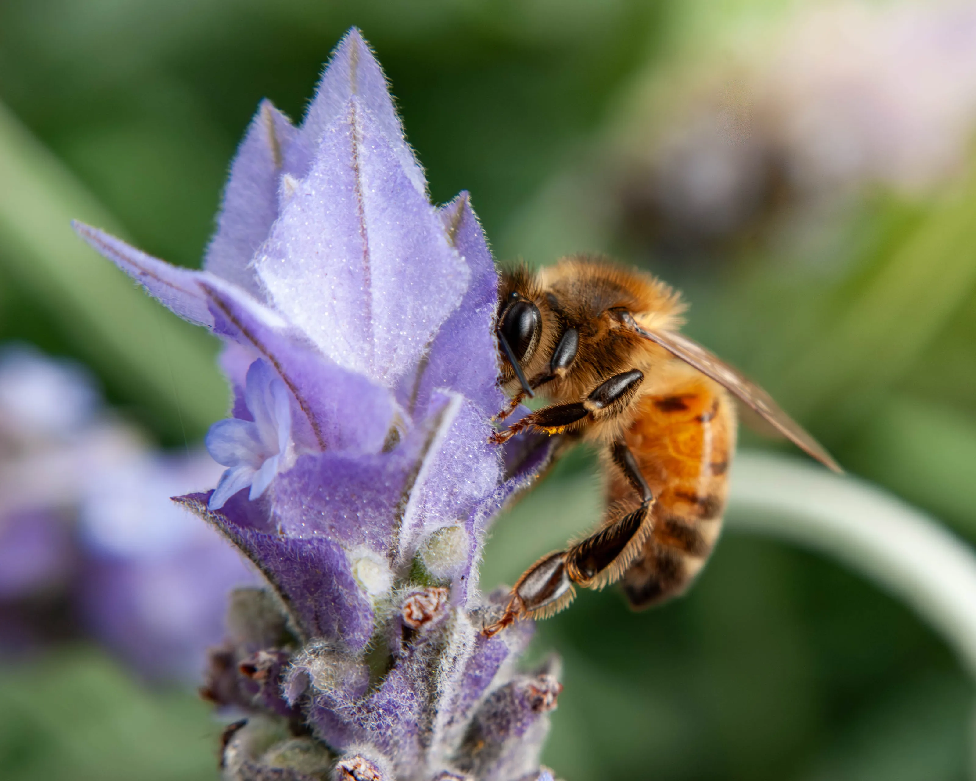 Honey Bee on Lavender
