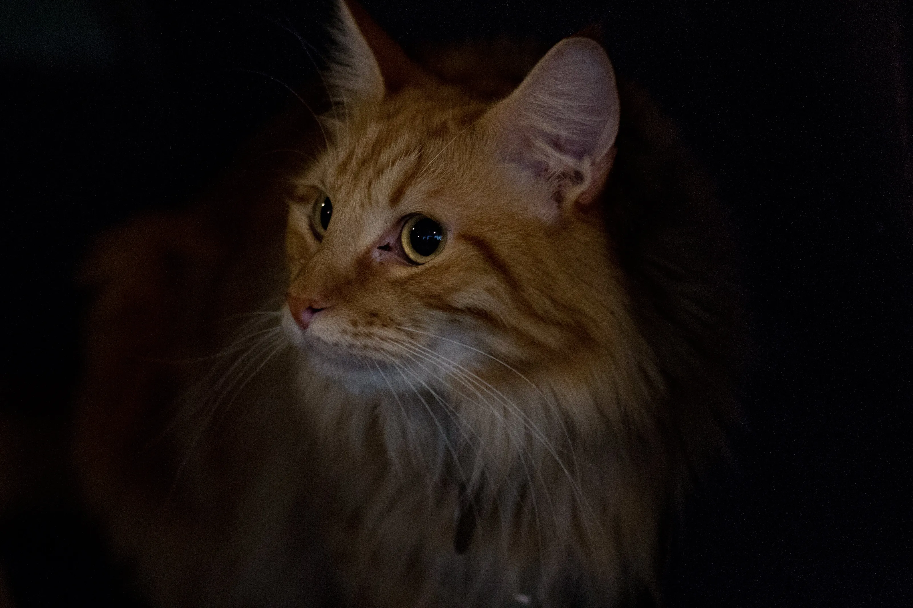 Aslan