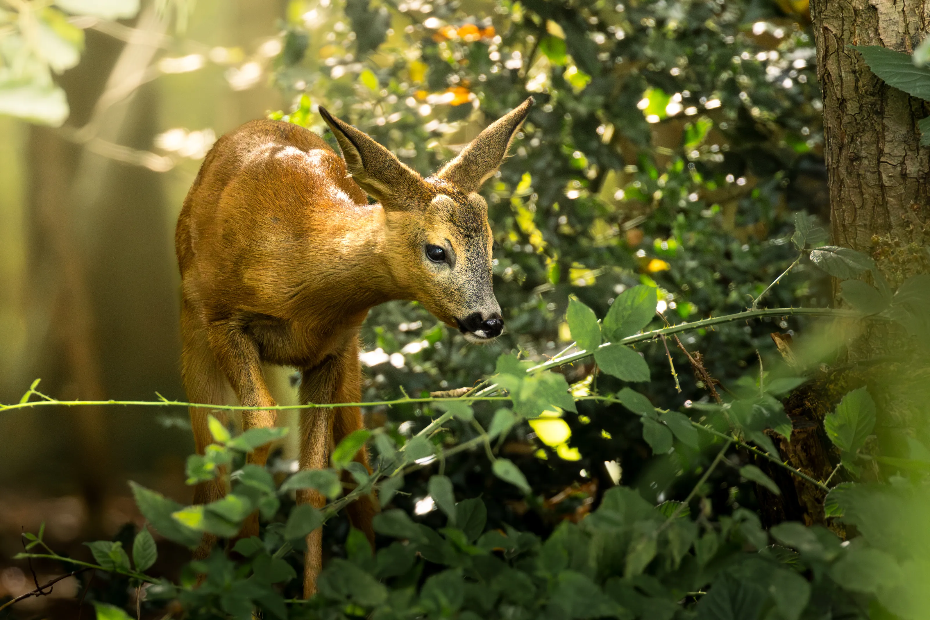 Young roe deer