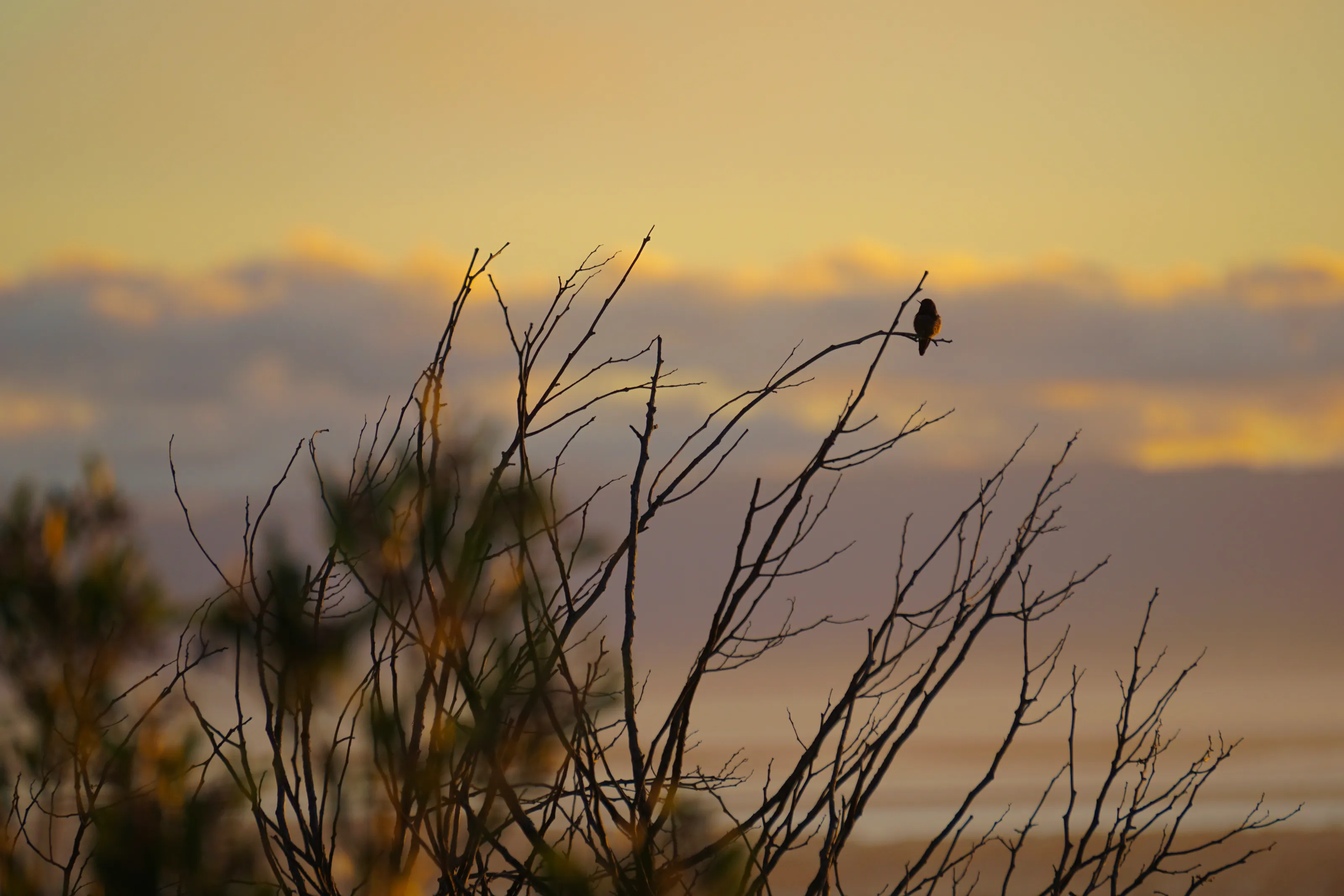 Sunset bird