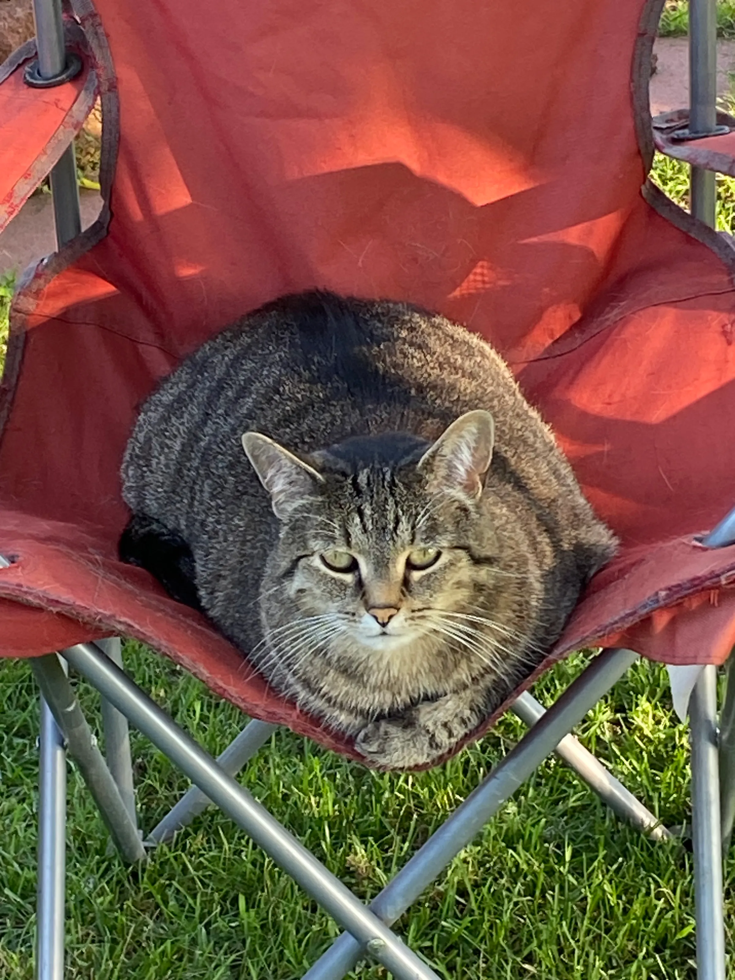 Relaxing Cat