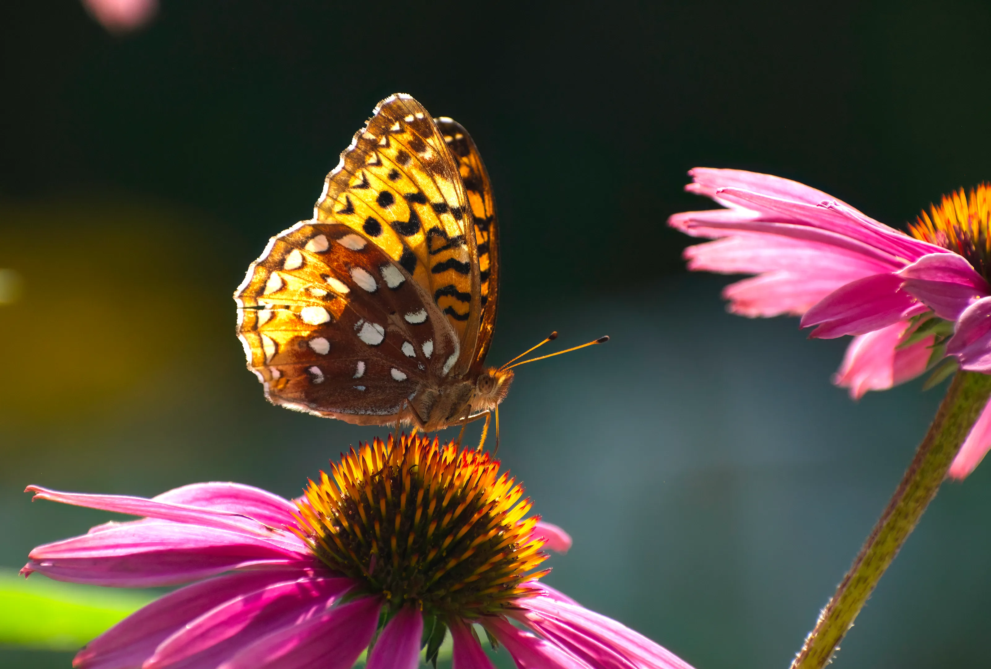 fritilery on cone flower