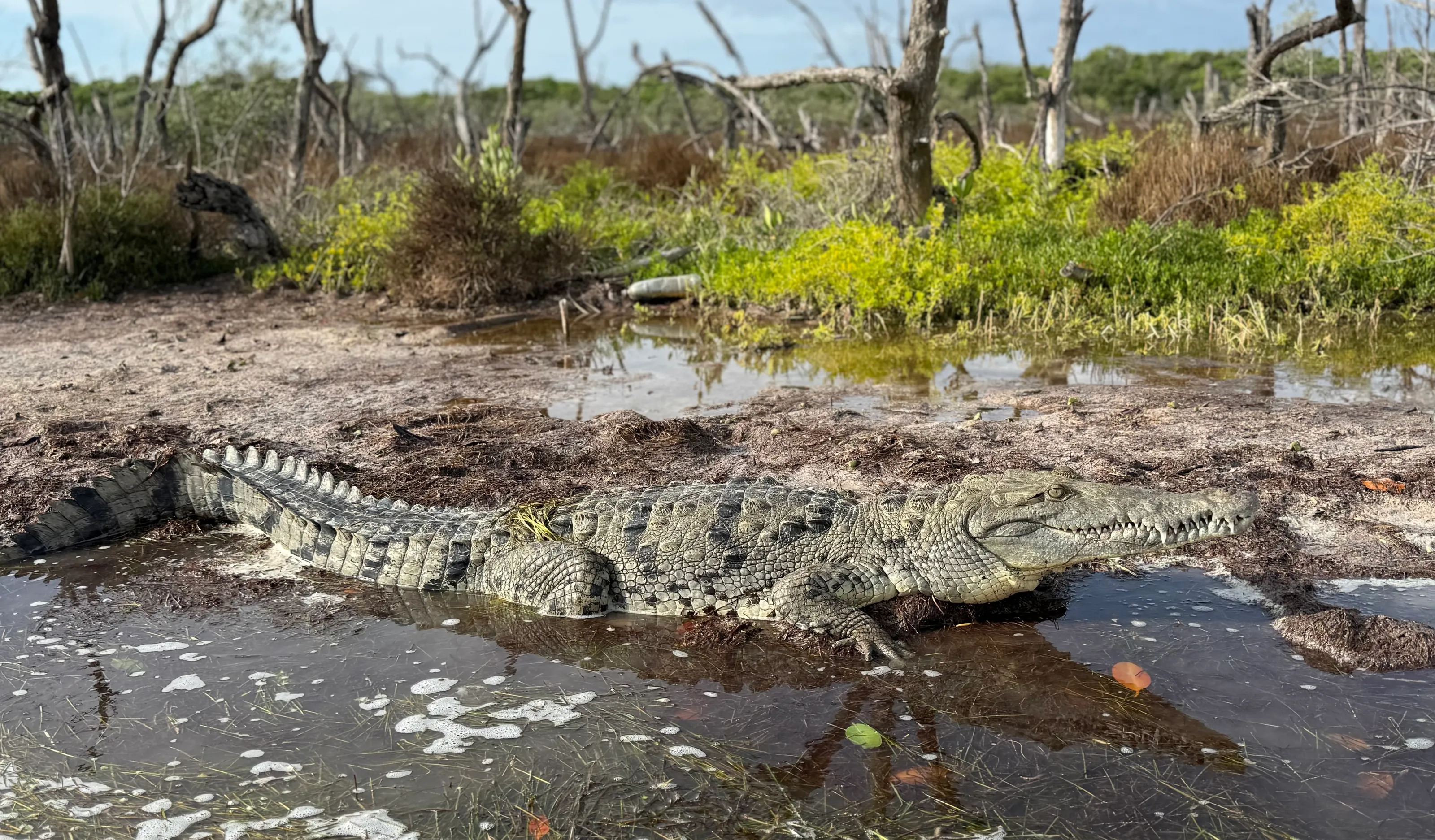 Friendly crocodile