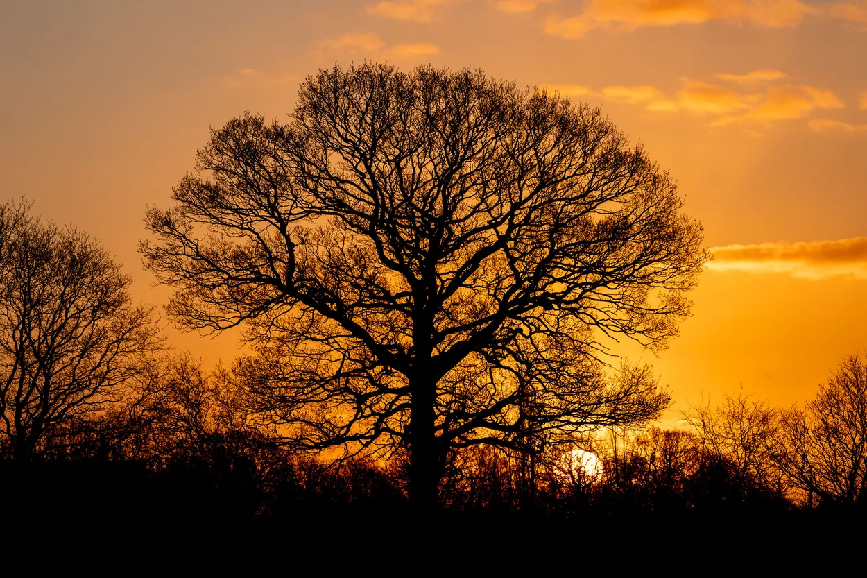 Entry 27290450