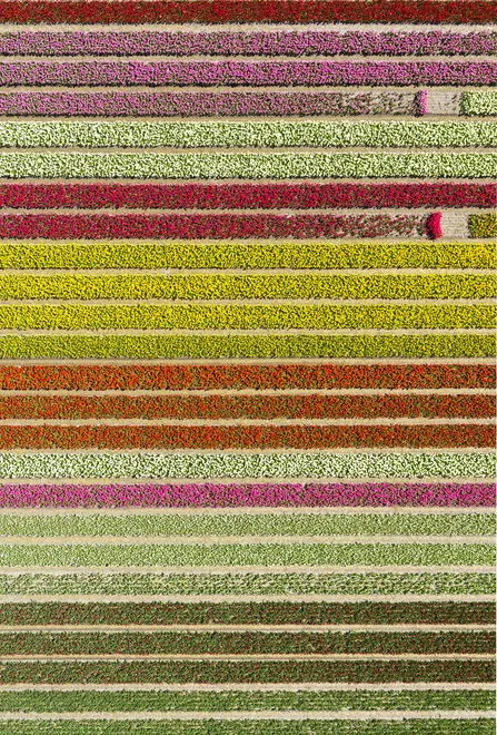 Spring beauty