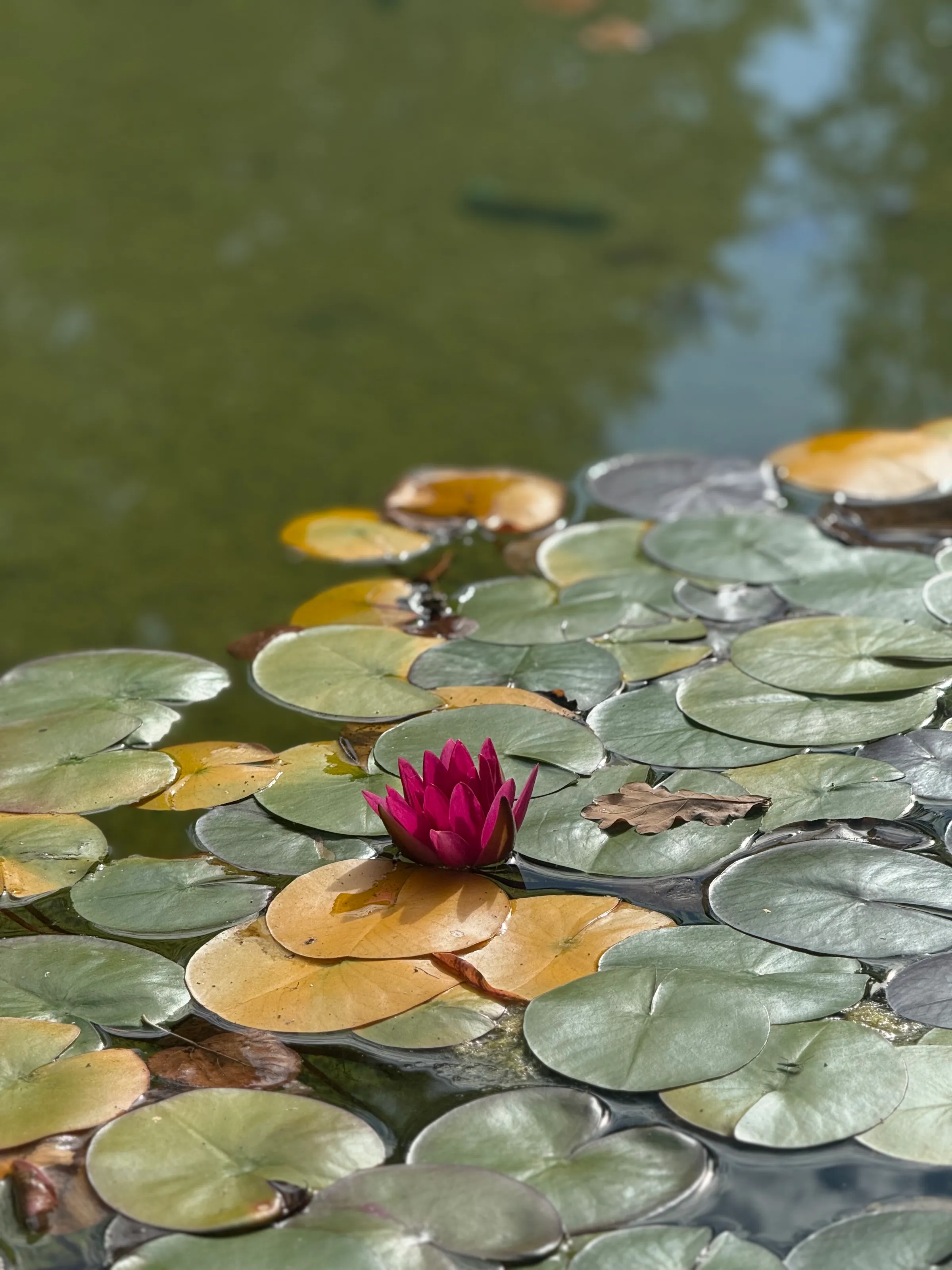 Pond in Switzerland