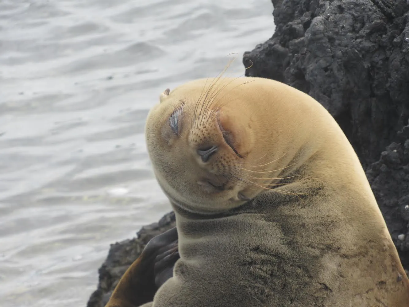Sea Lion