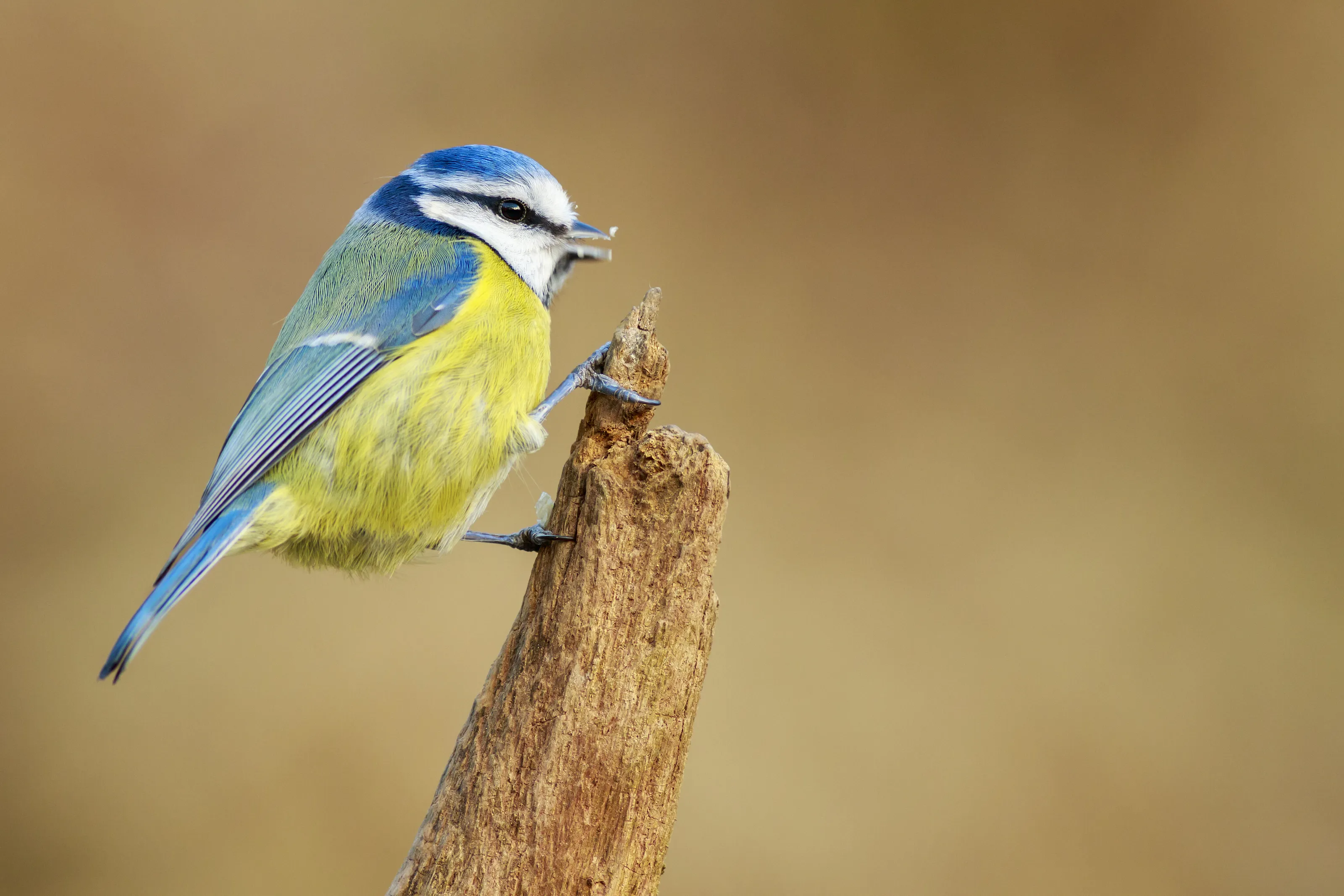 Bluetit