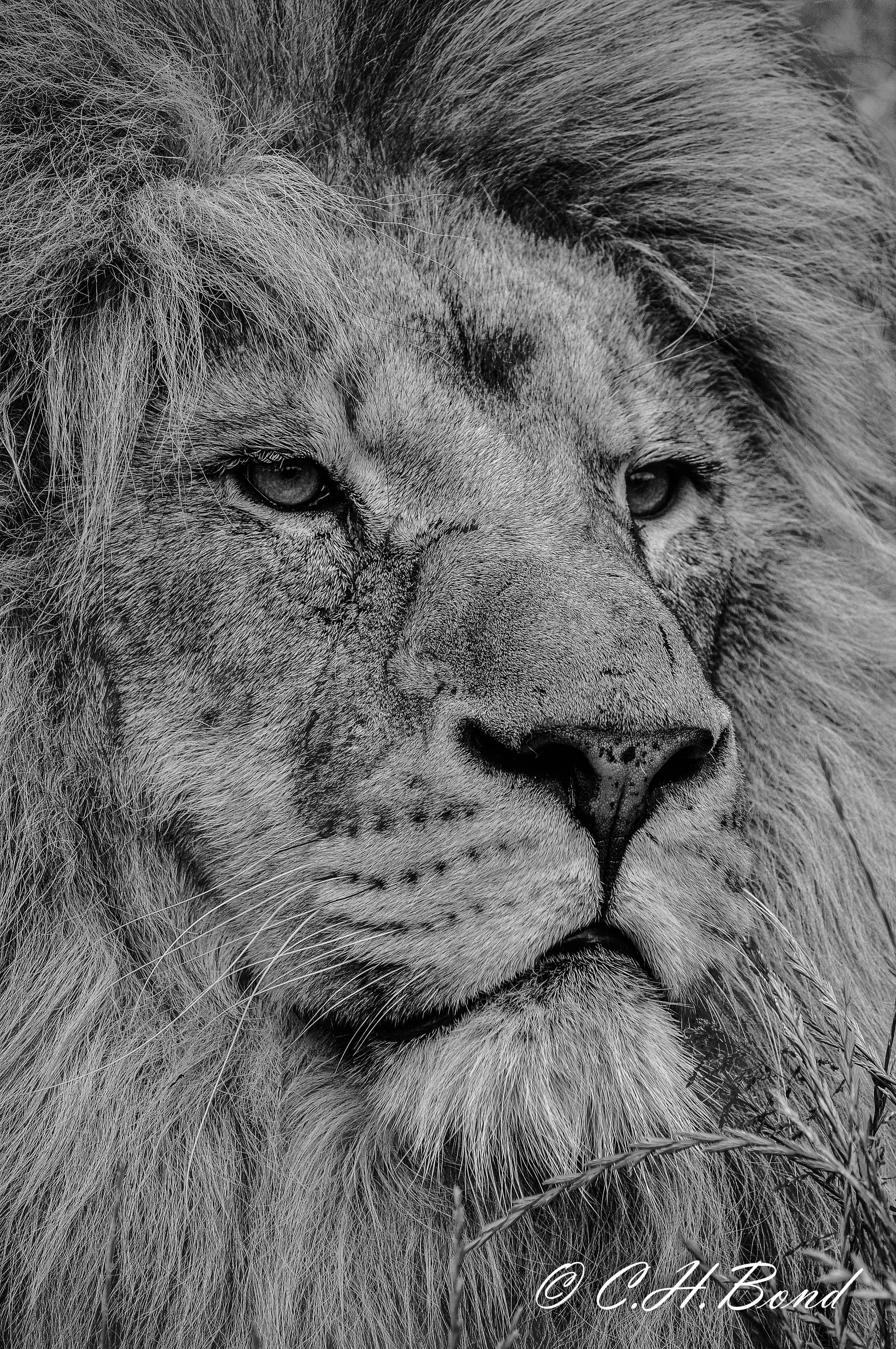 Handsom King of the Beast