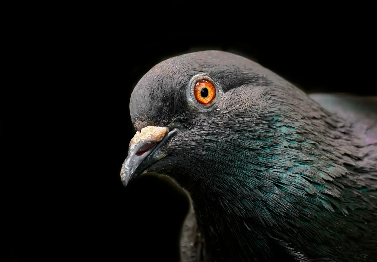 Entry 27053622