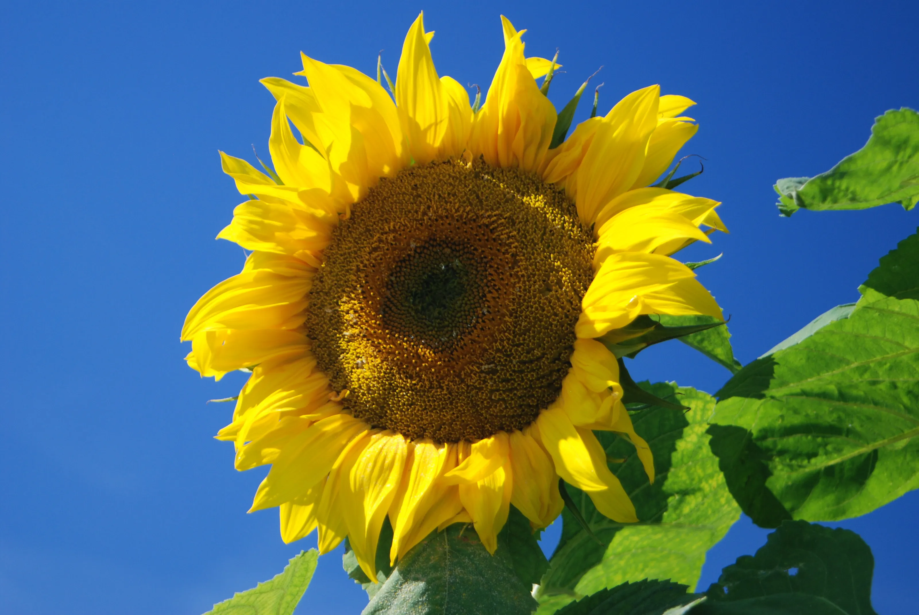 Sun Flower
